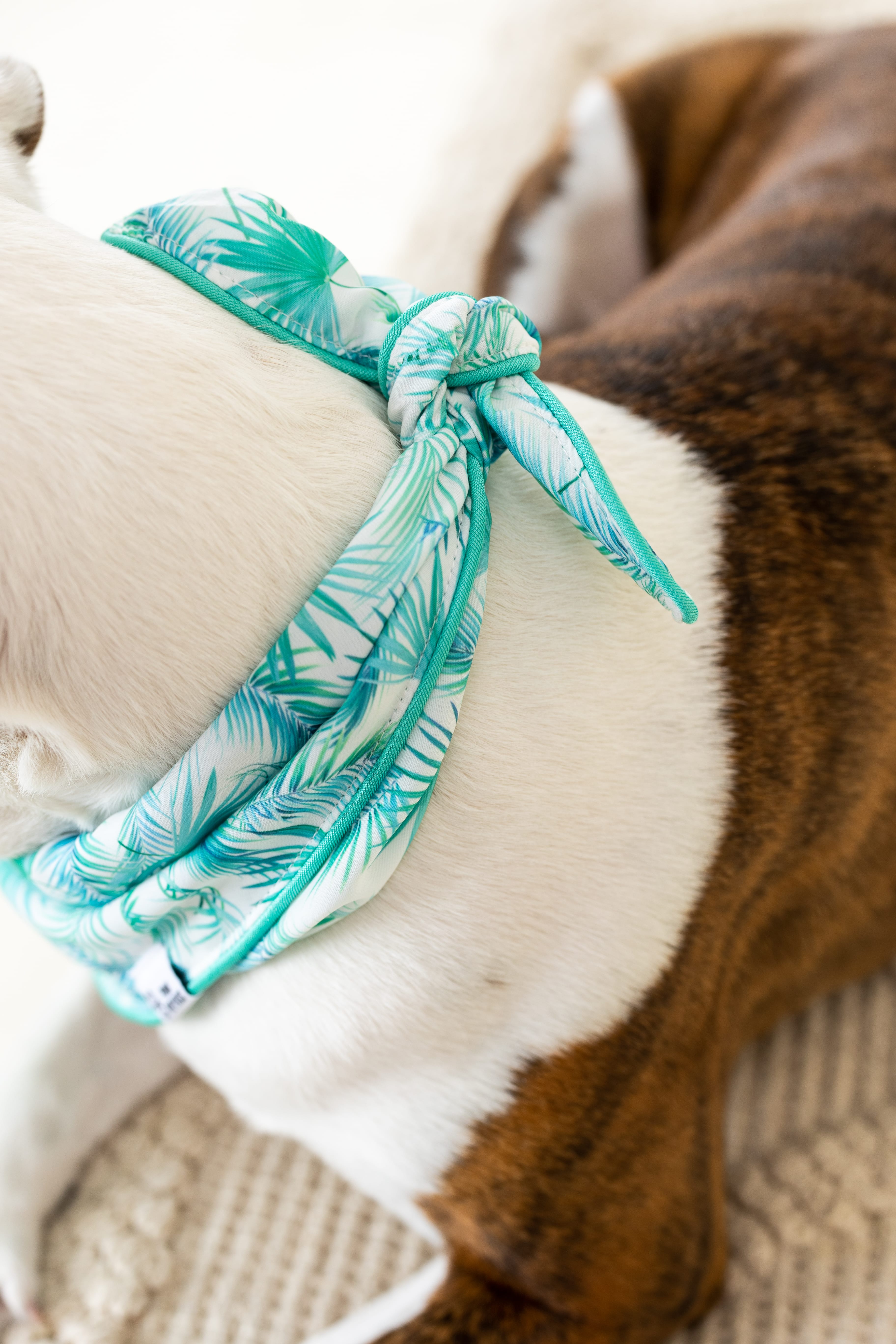 Capri Dog Bandana | Pink Papyrus