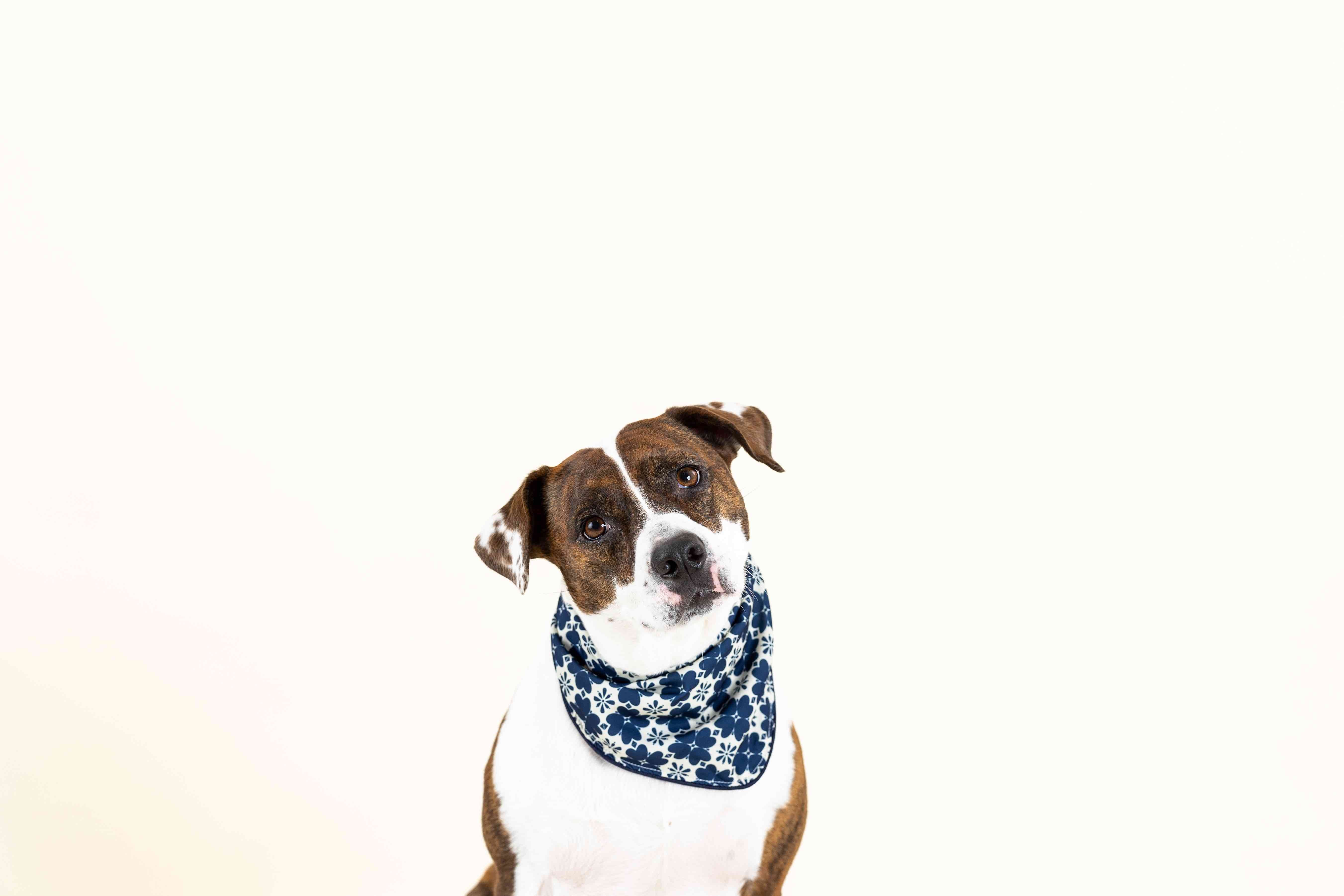 Ryder Dog Bandana