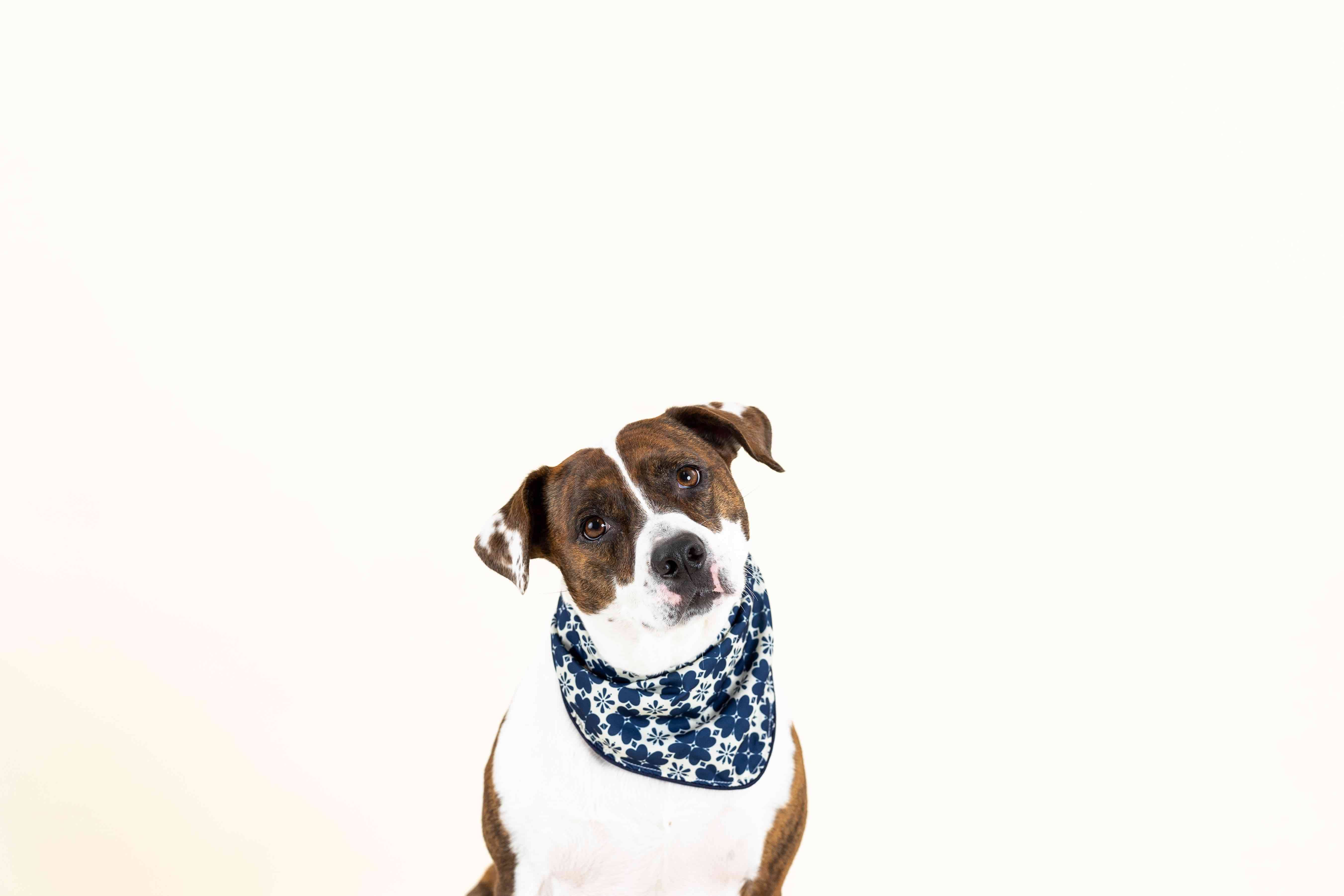 Ryder Dog Bandana | Pink Papyrus