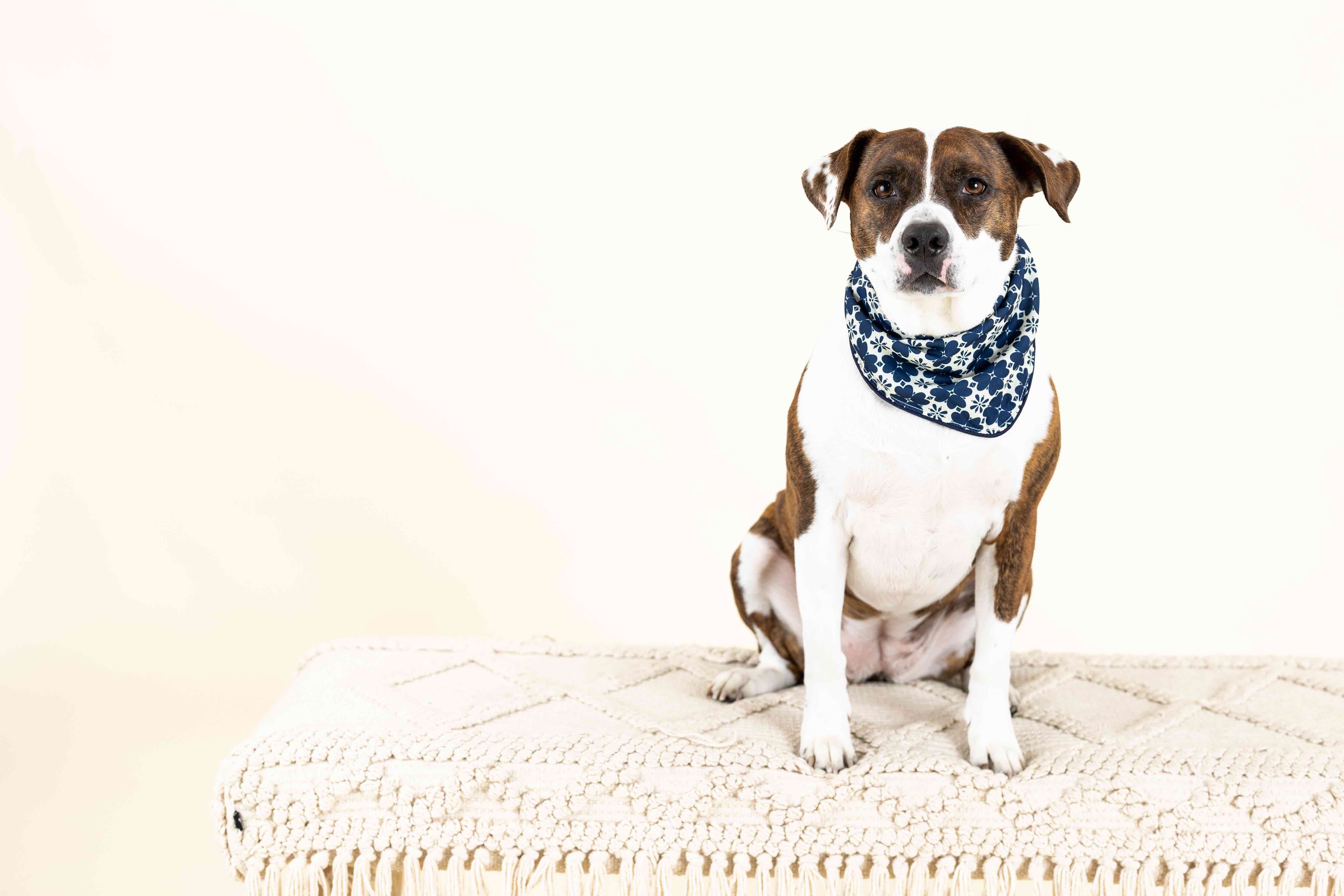 Ryder Dog Bandana | Pink Papyrus