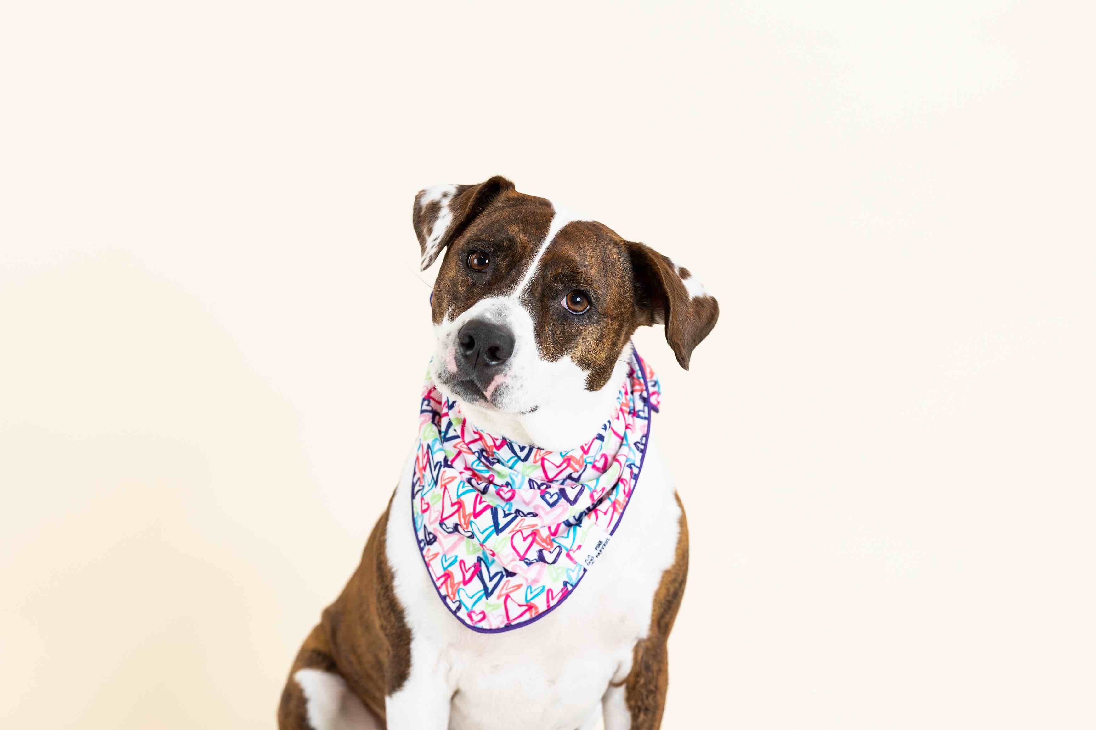 Giselle Dog Bandana