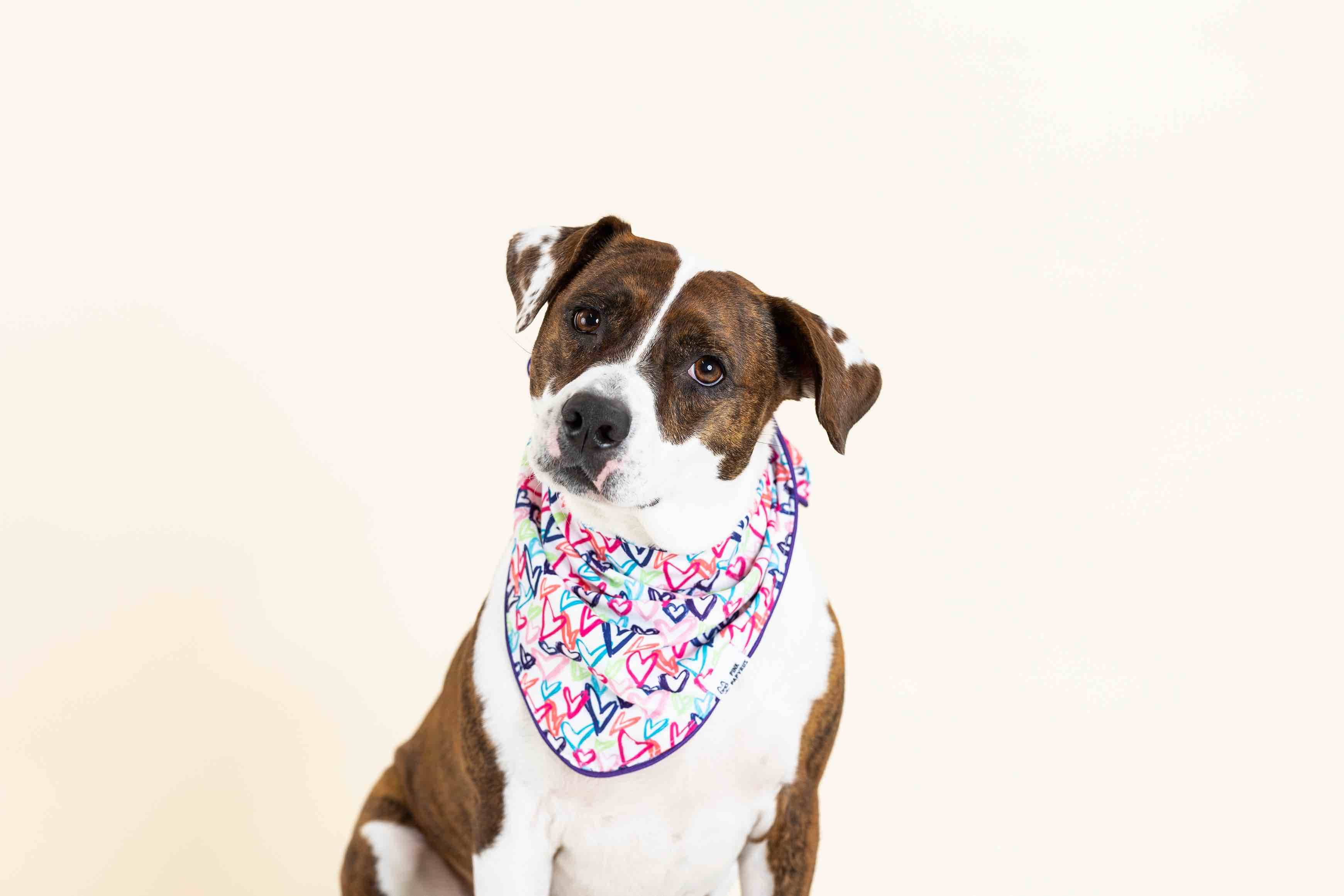 Giselle Dog Bandana | Pink Papyrus