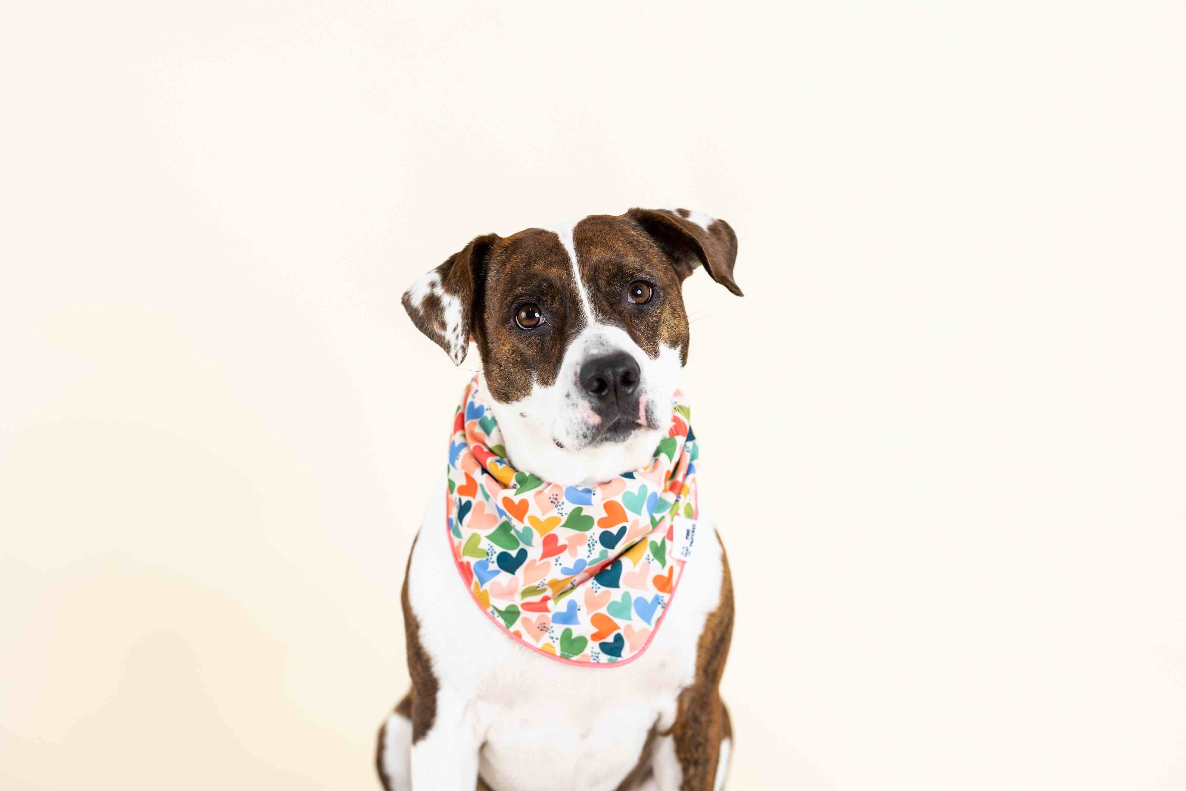 Amelia Dog Bandana