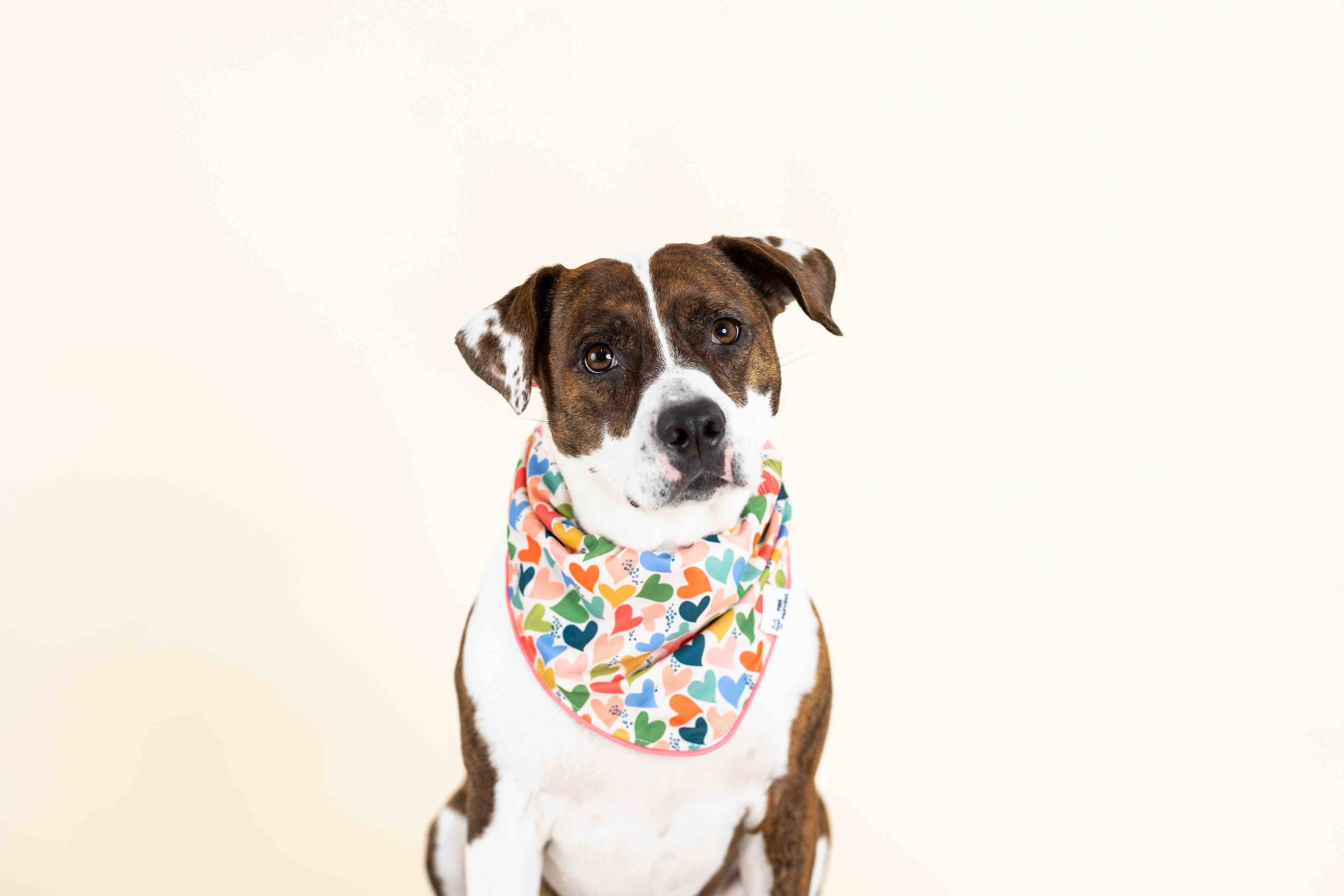 Amelia Dog Bandana | Pink Papyrus