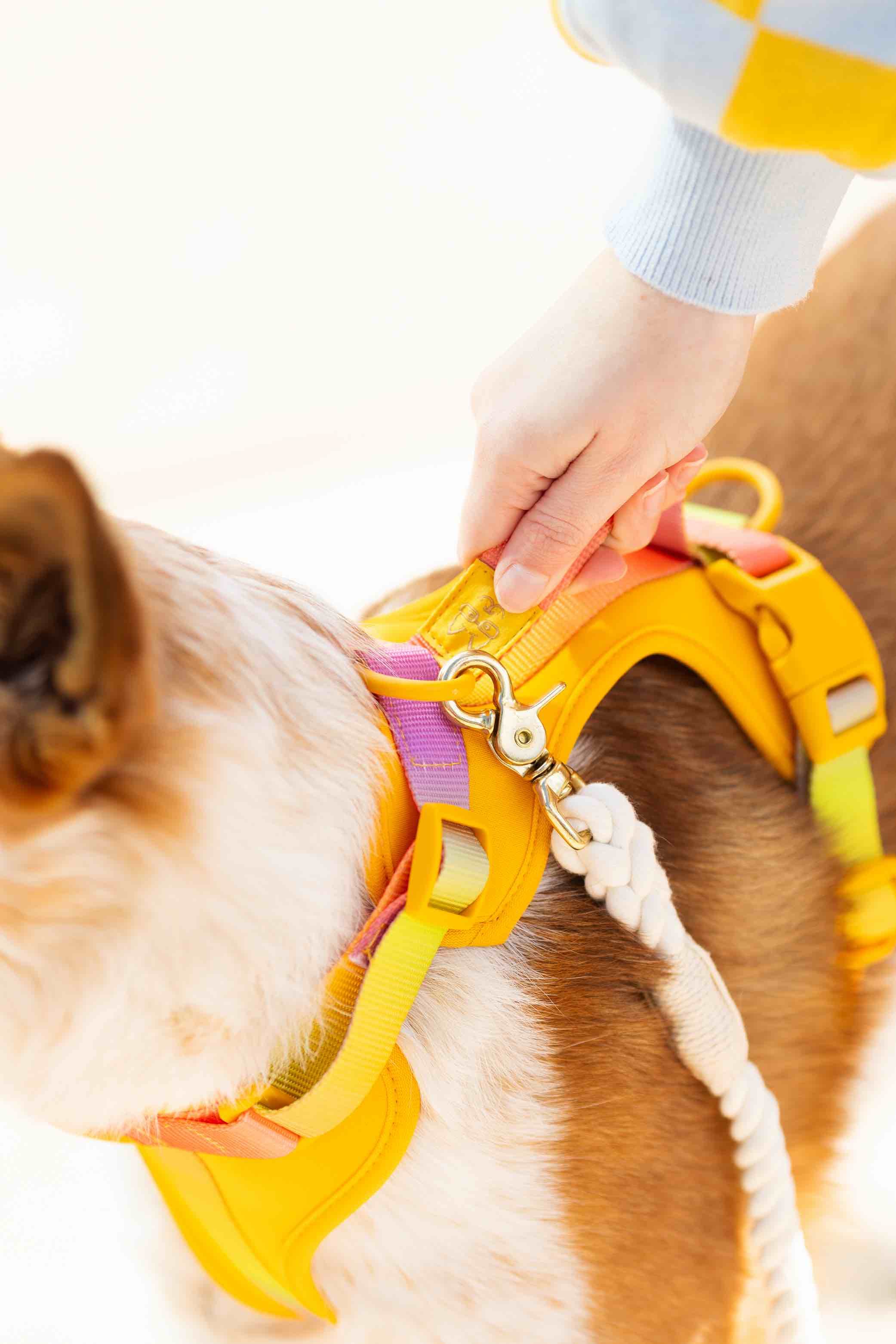 Kenna Dog Harness | Pink Papyrus