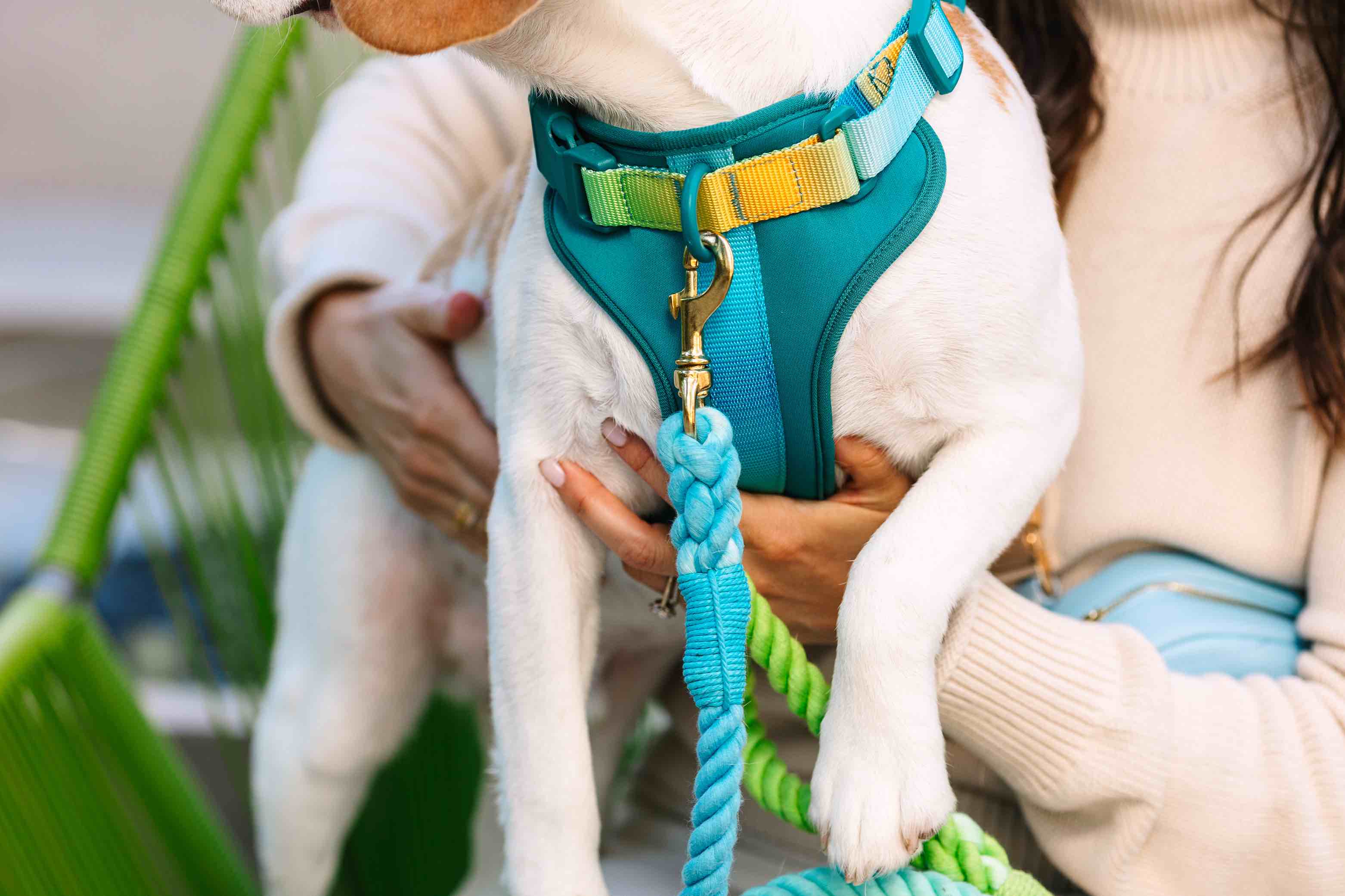 Joey Dog Harness | Pink Papyrus