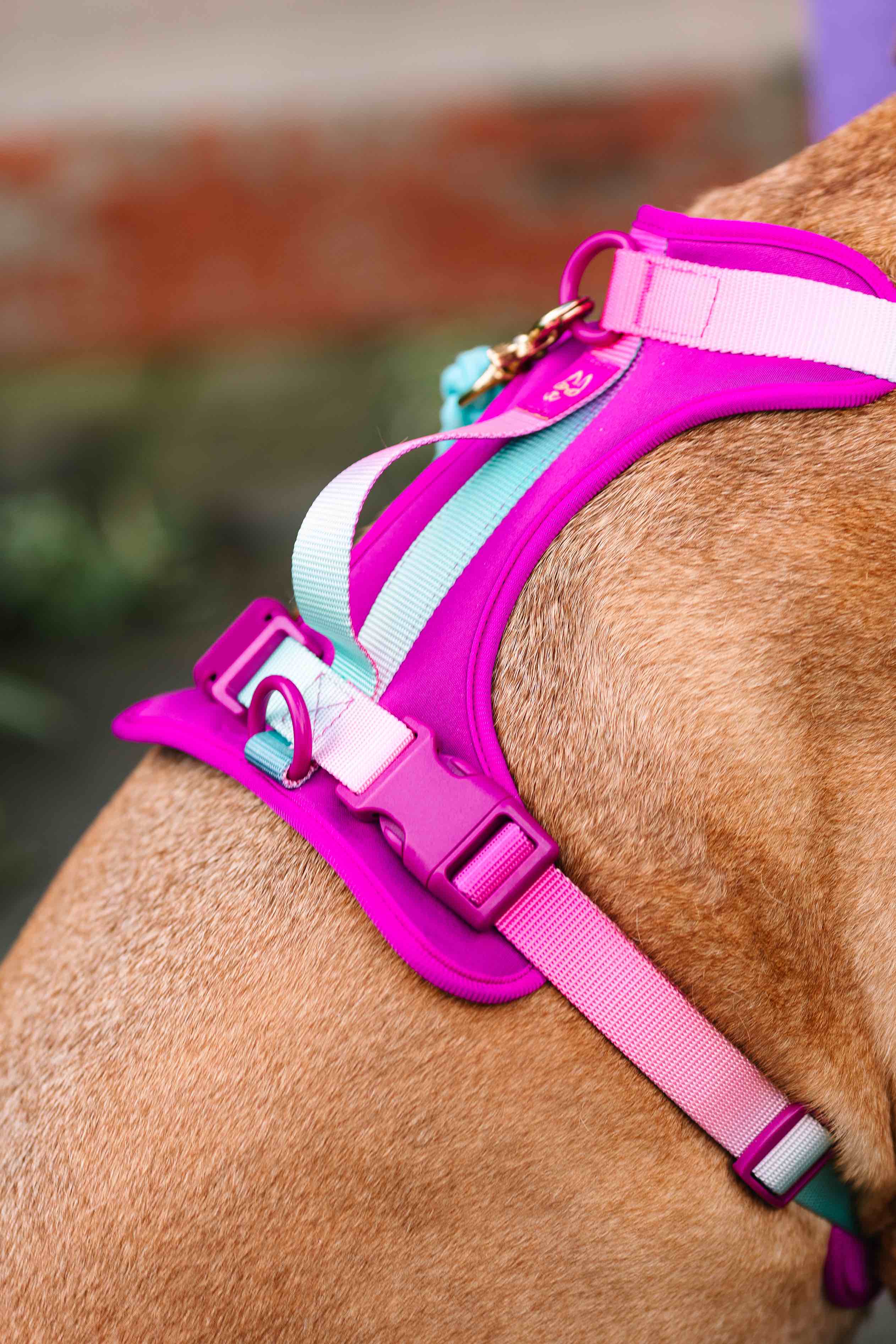 Joana Dog Harness | Pink Papyrus