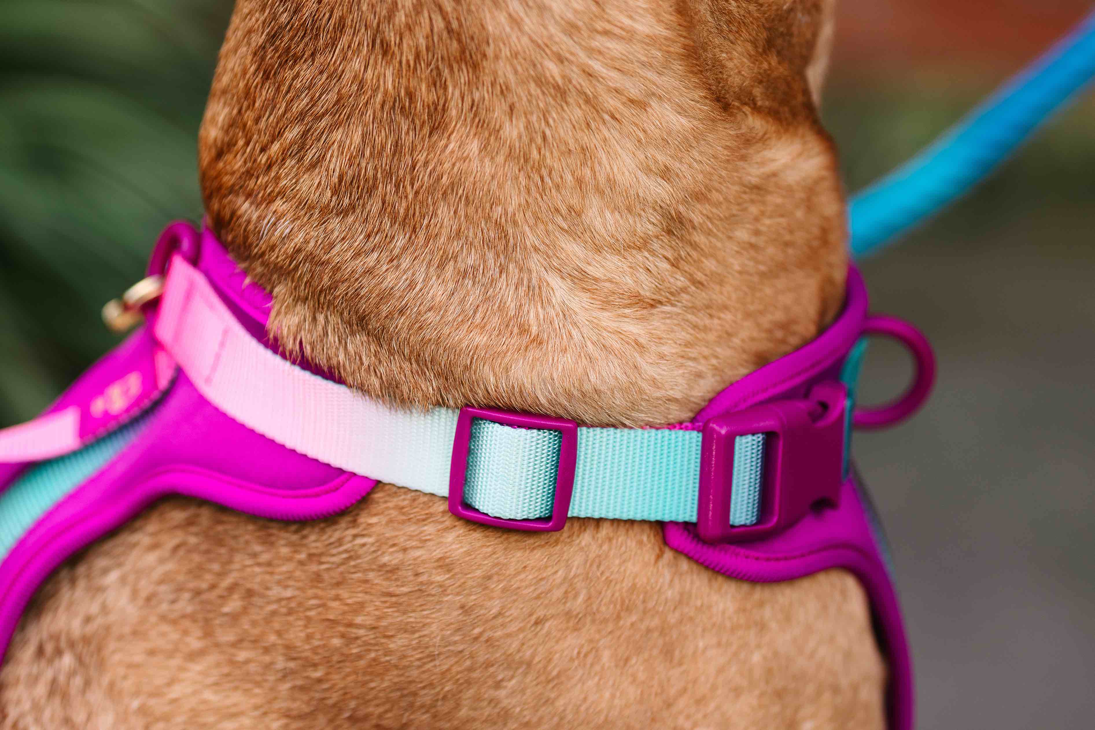 Joana Dog Harness | Pink Papyrus