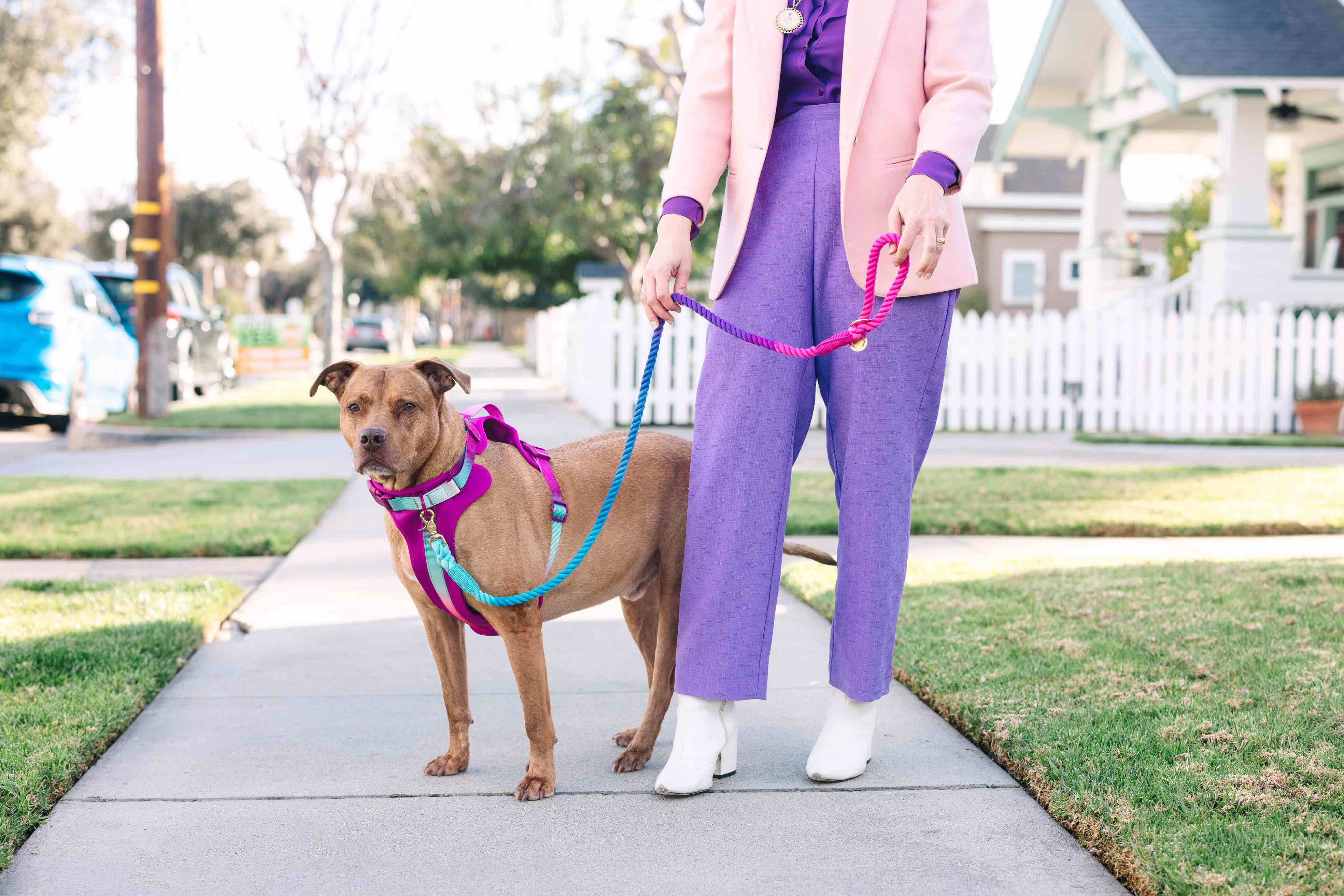 Joana Dog Harness