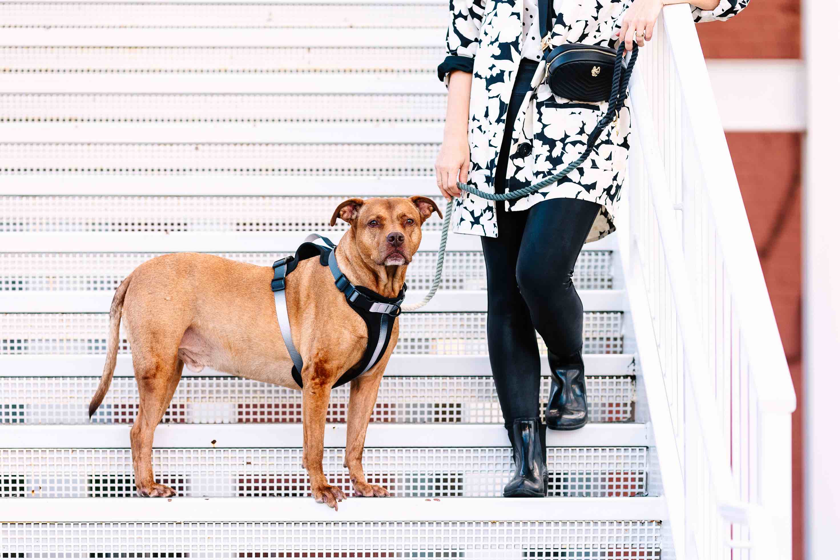 Rowan Dog Harness | Pink Papyrus