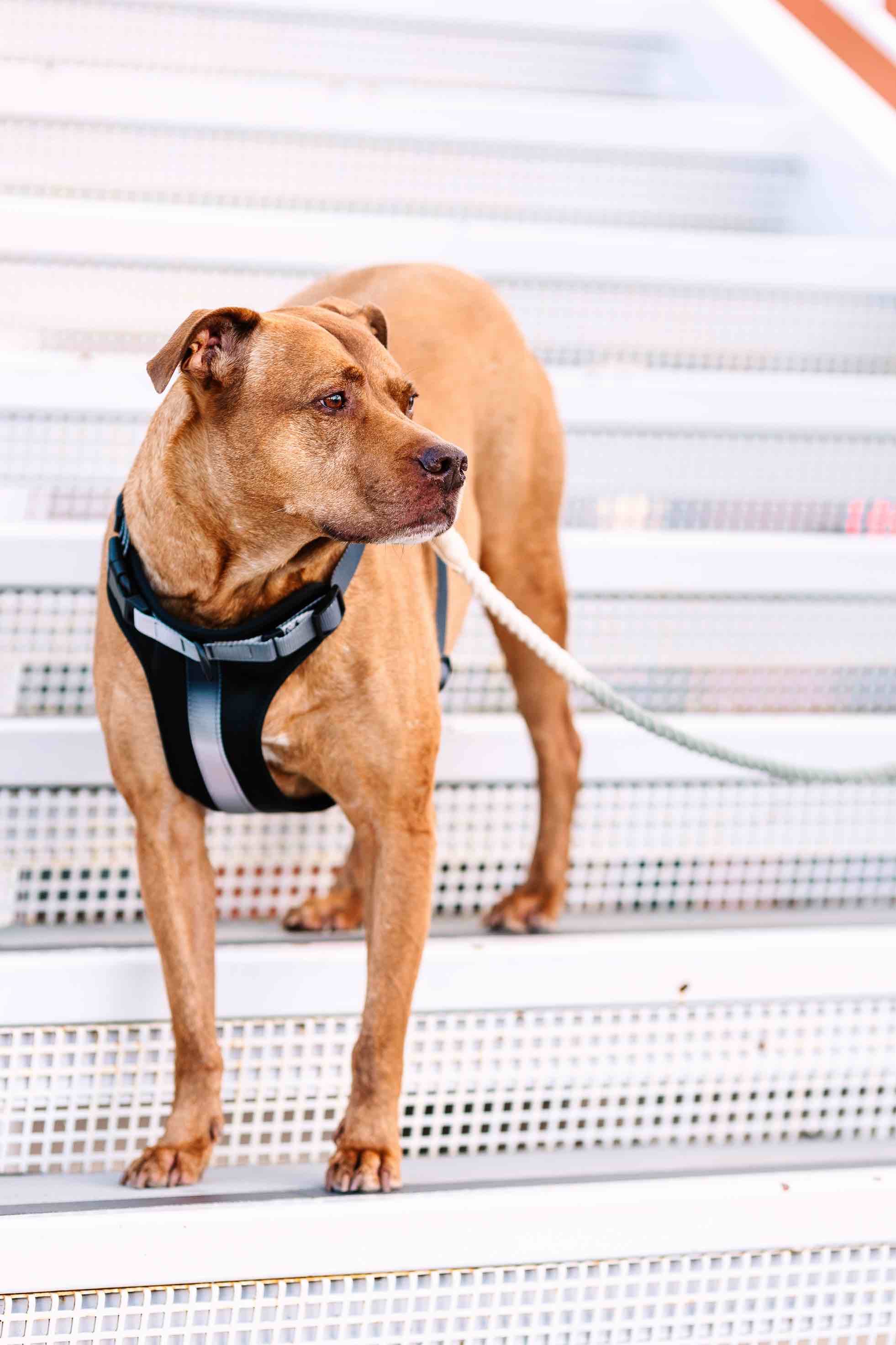 Rowan Dog Harness | Pink Papyrus