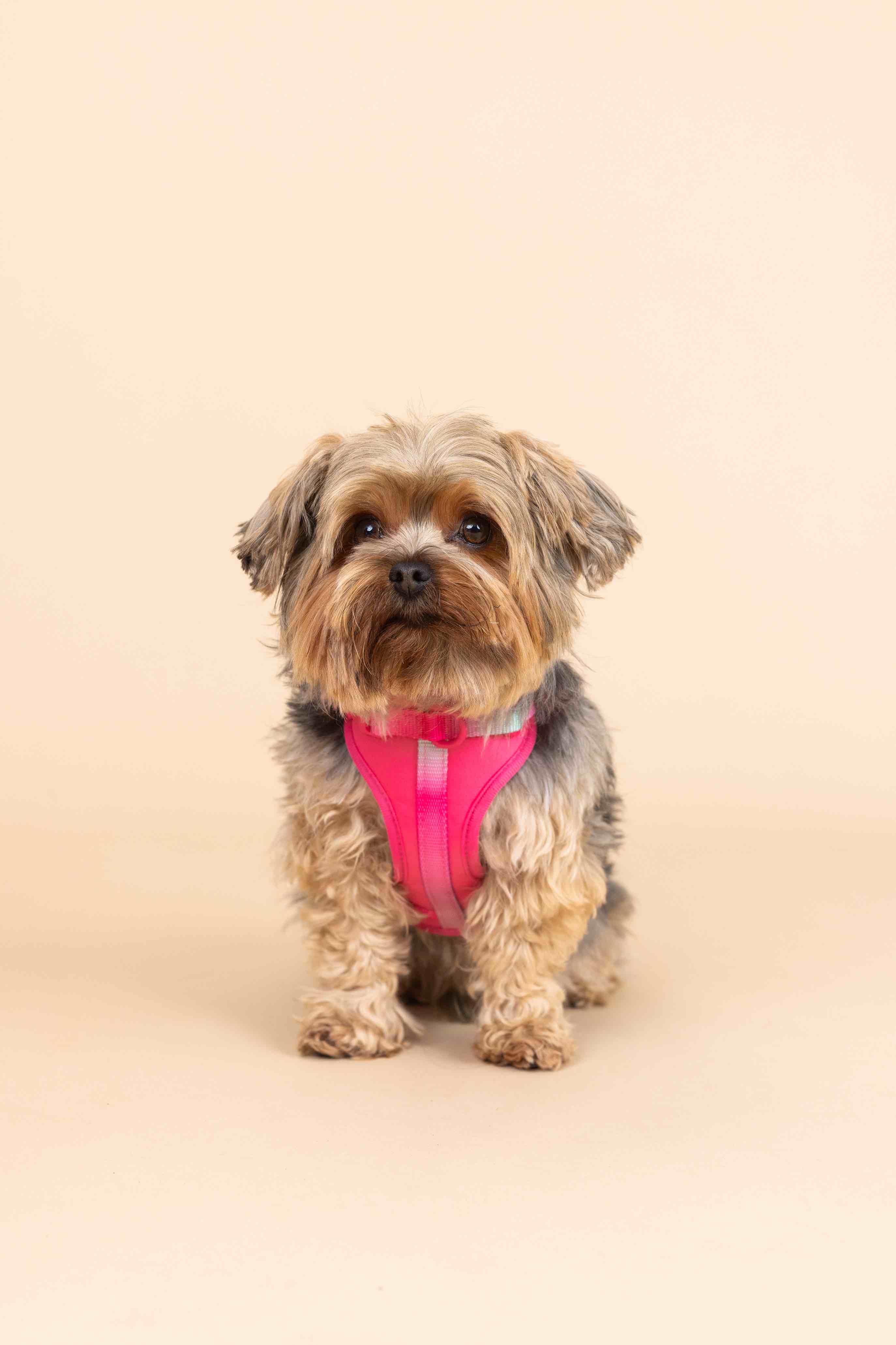 Stasia Dog Harness | Pink Papyrus