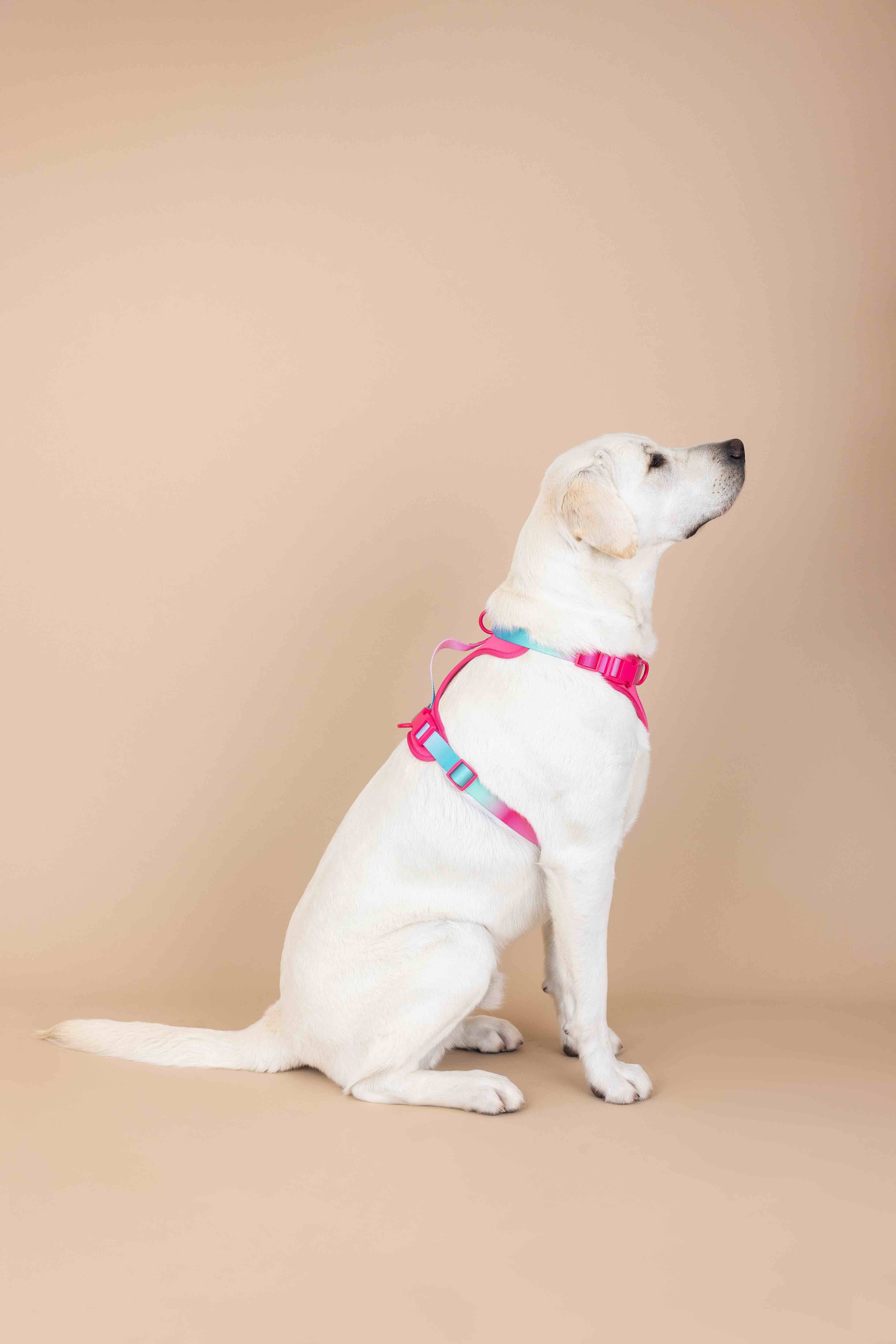 Stasia Dog Harness | Pink Papyrus