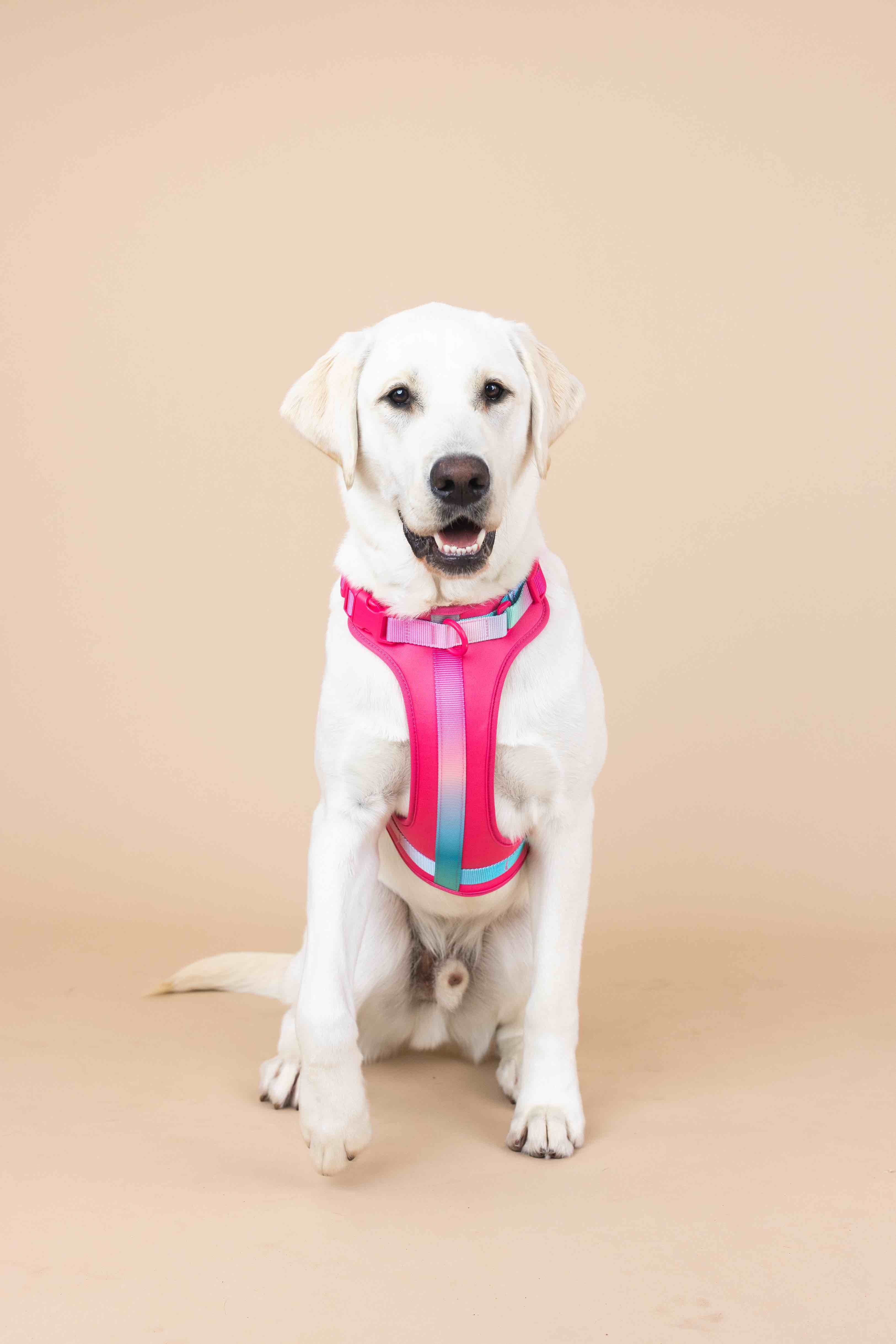 Stasia Dog Harness