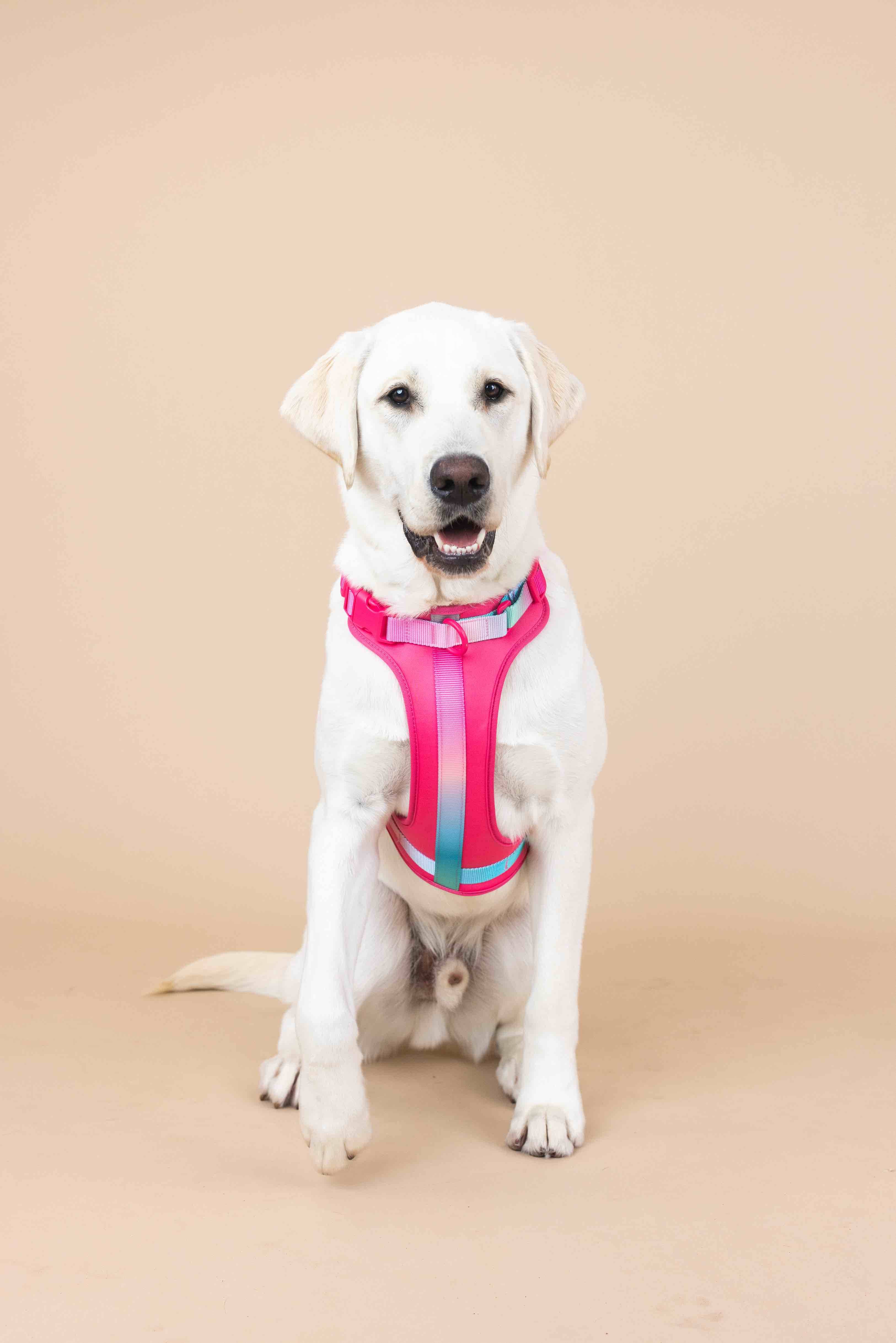 Stasia Dog Harness | Pink Papyrus