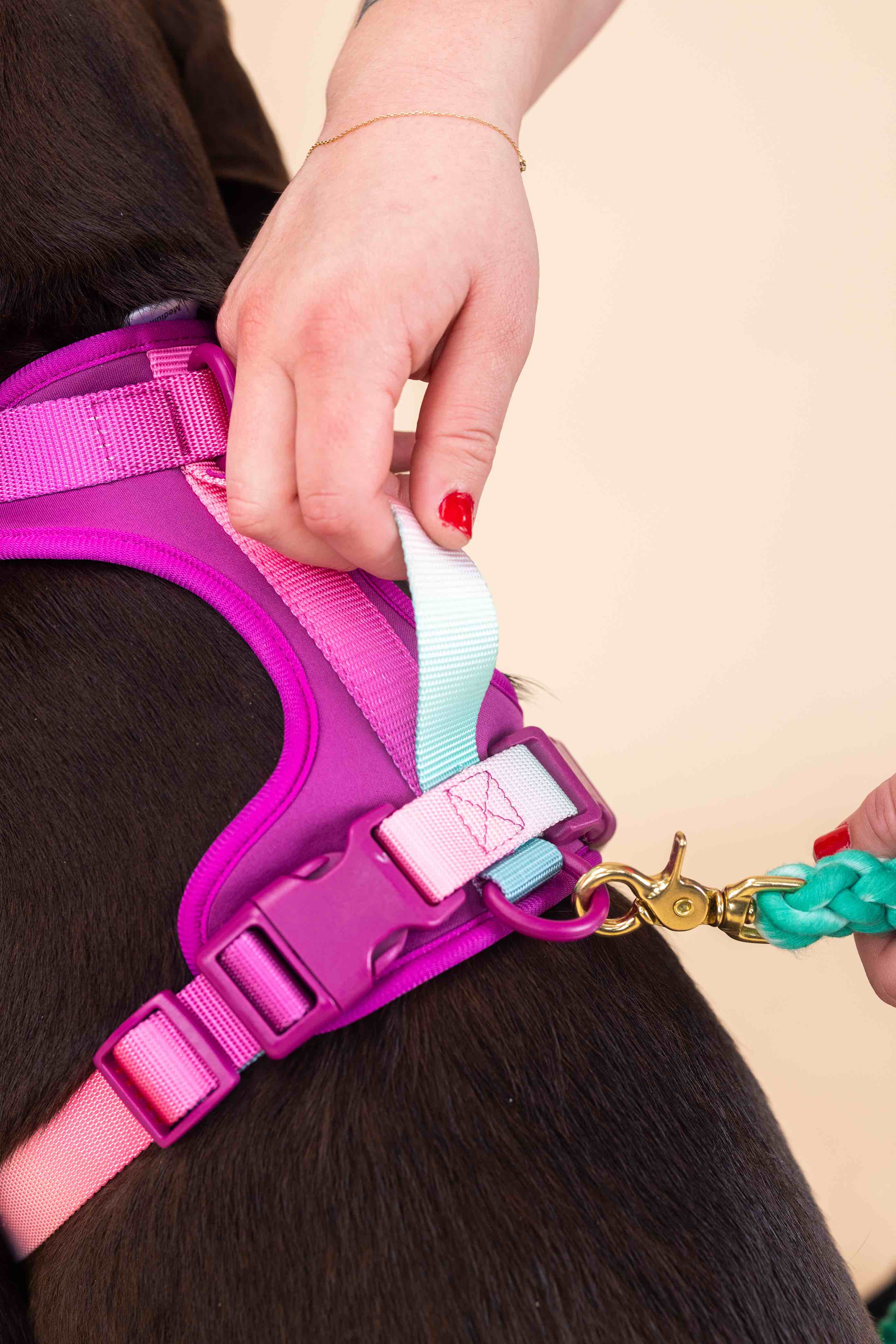 Purple Haze Dog Harness Bundle | Pink Papyrus