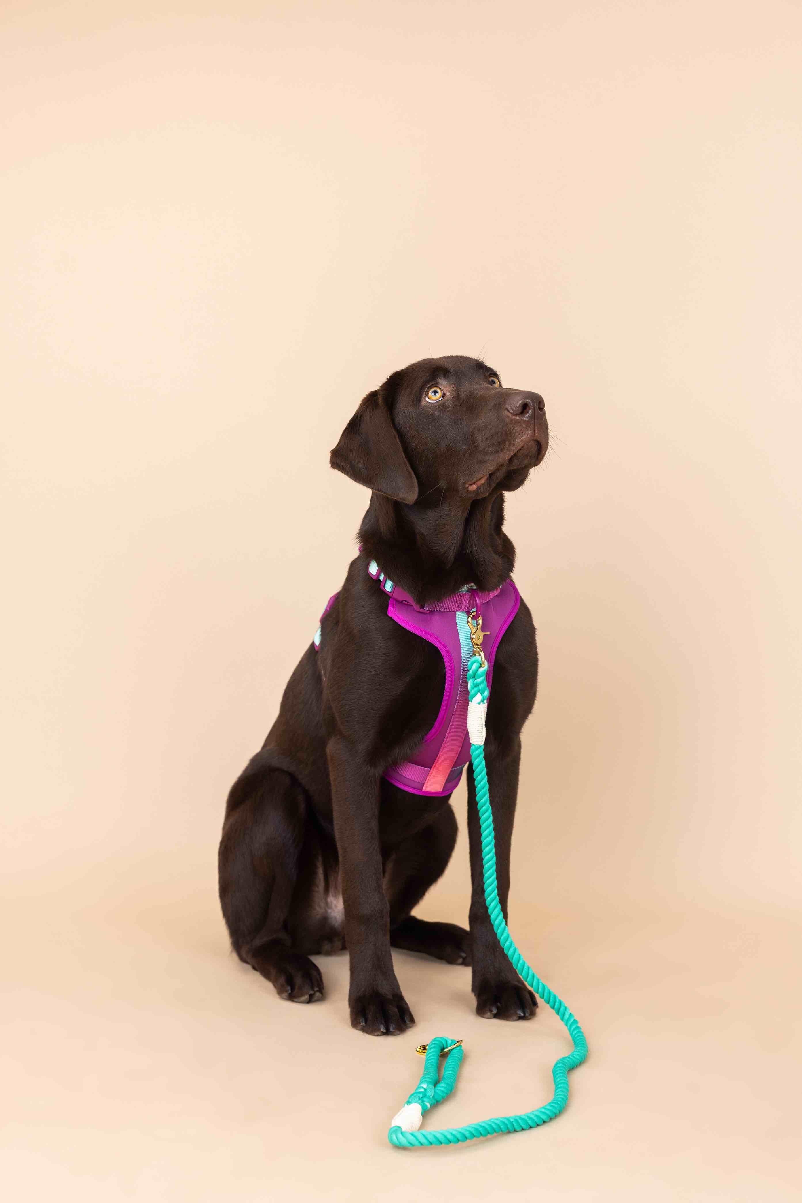 Joana Dog Harness