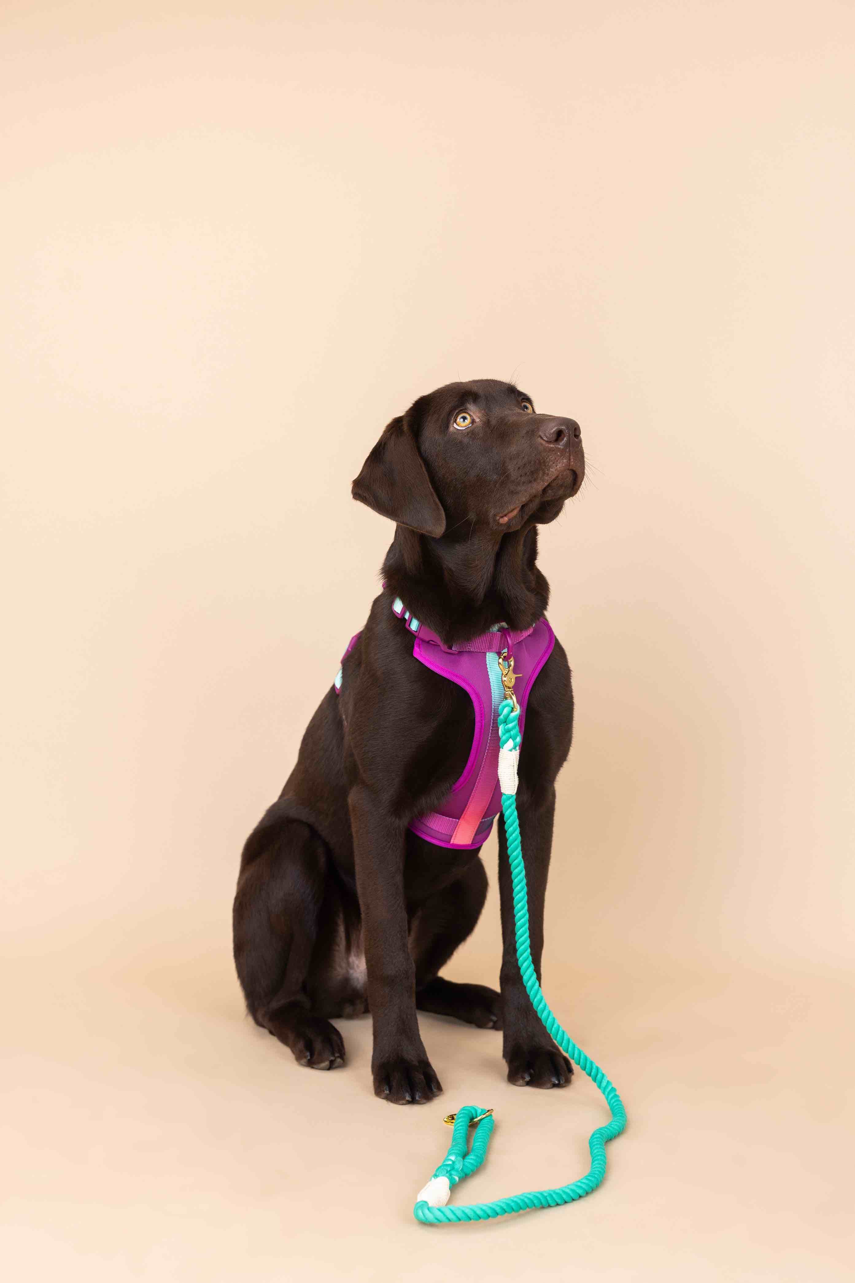 Joana Dog Harness | Pink Papyrus