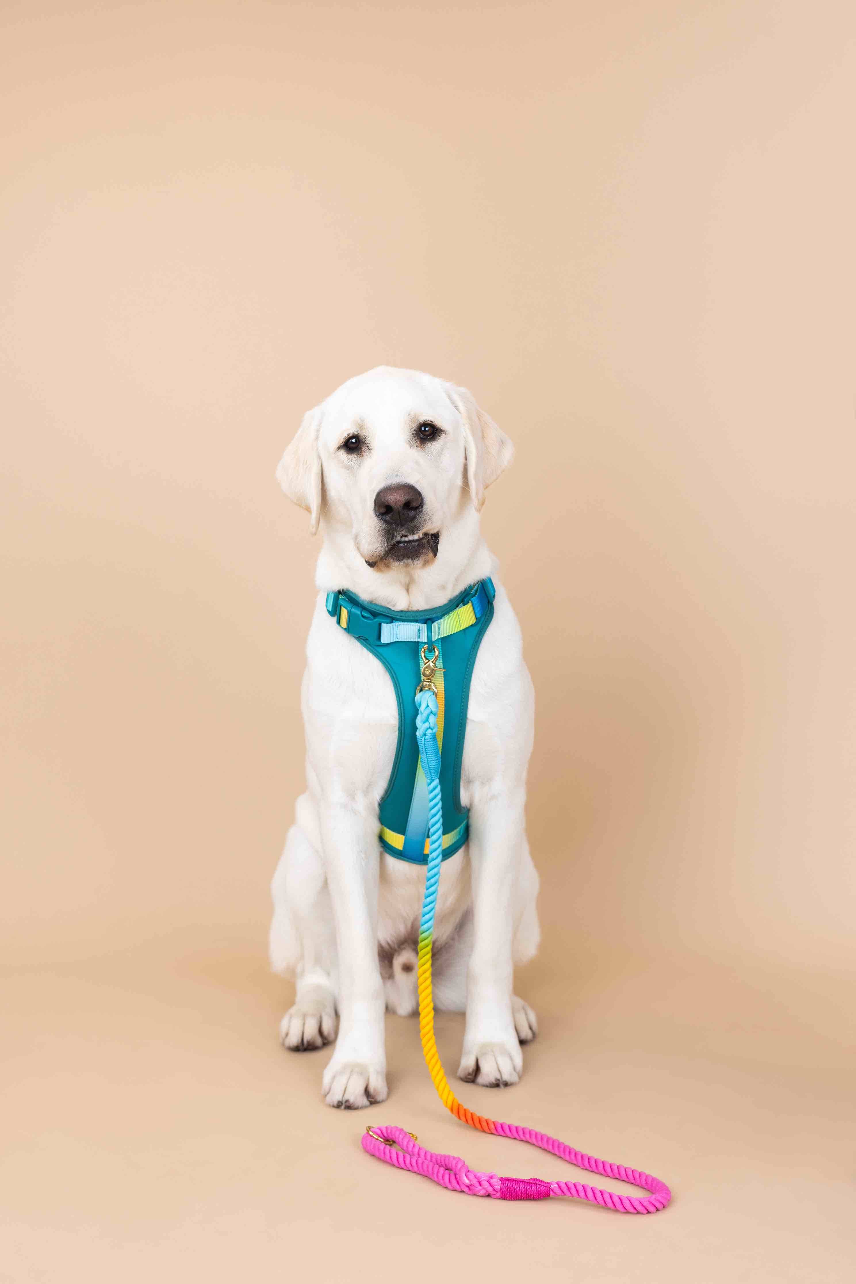 Joey Dog Harness | Pink Papyrus
