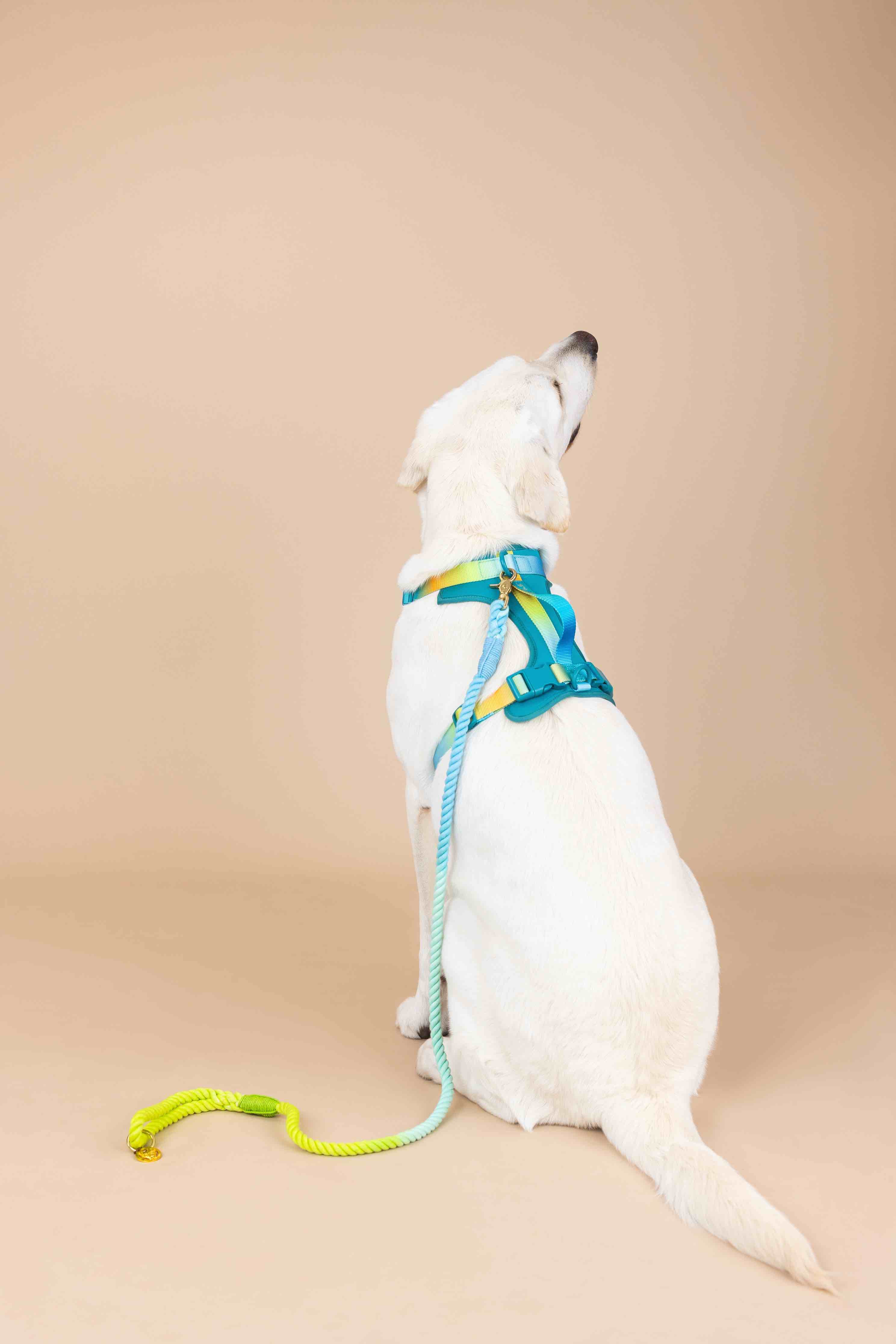 Joey Dog Harness | Pink Papyrus