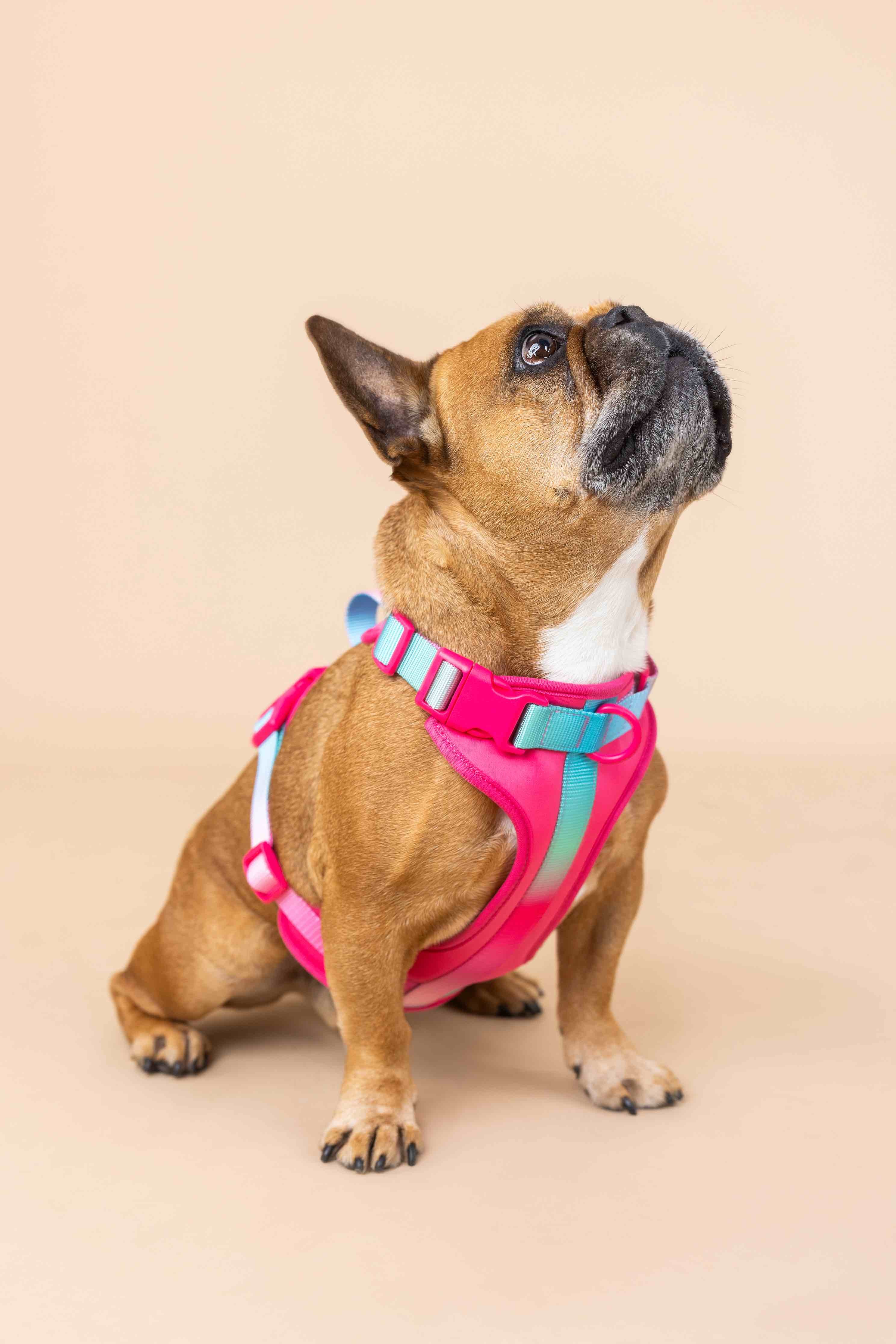 Stasia Dog Harness