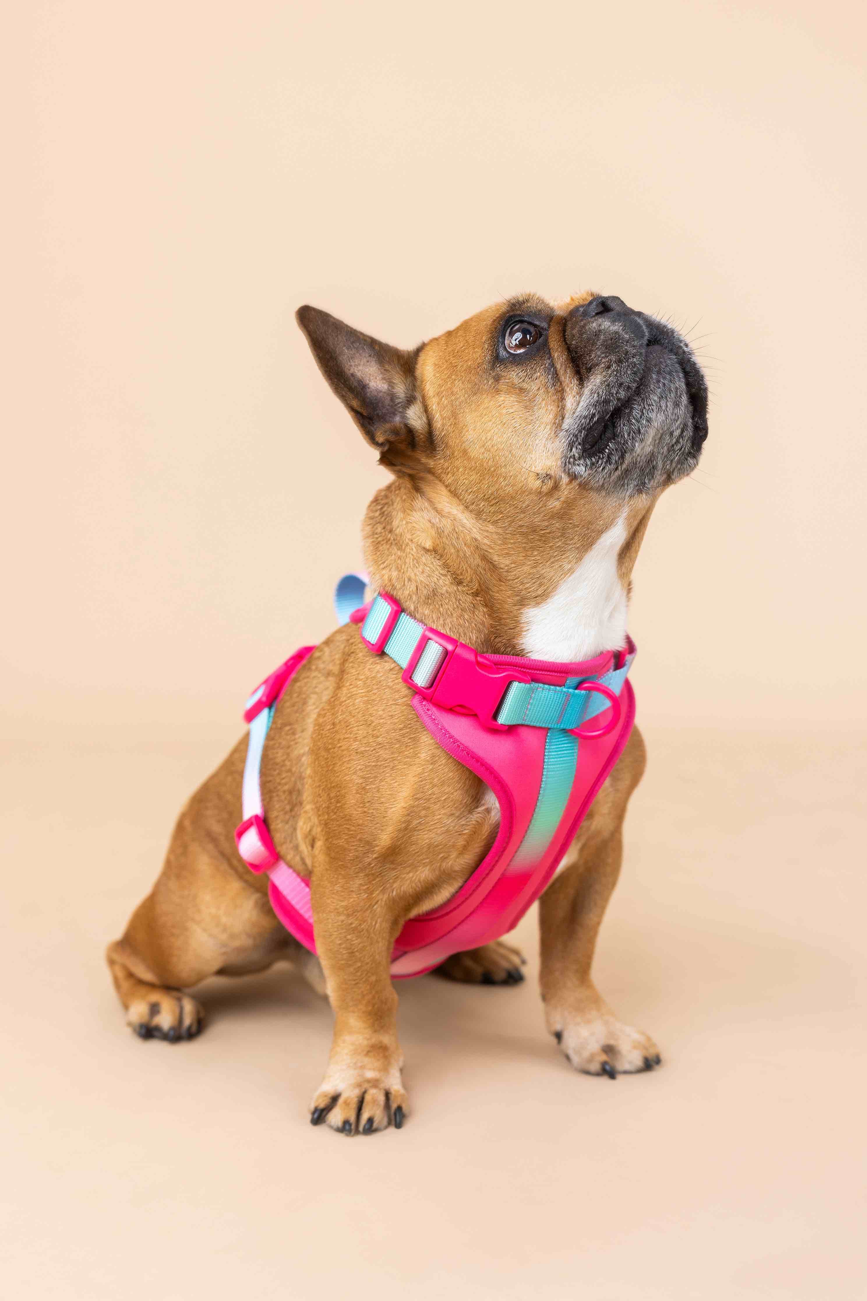 Stasia Dog Harness | Pink Papyrus