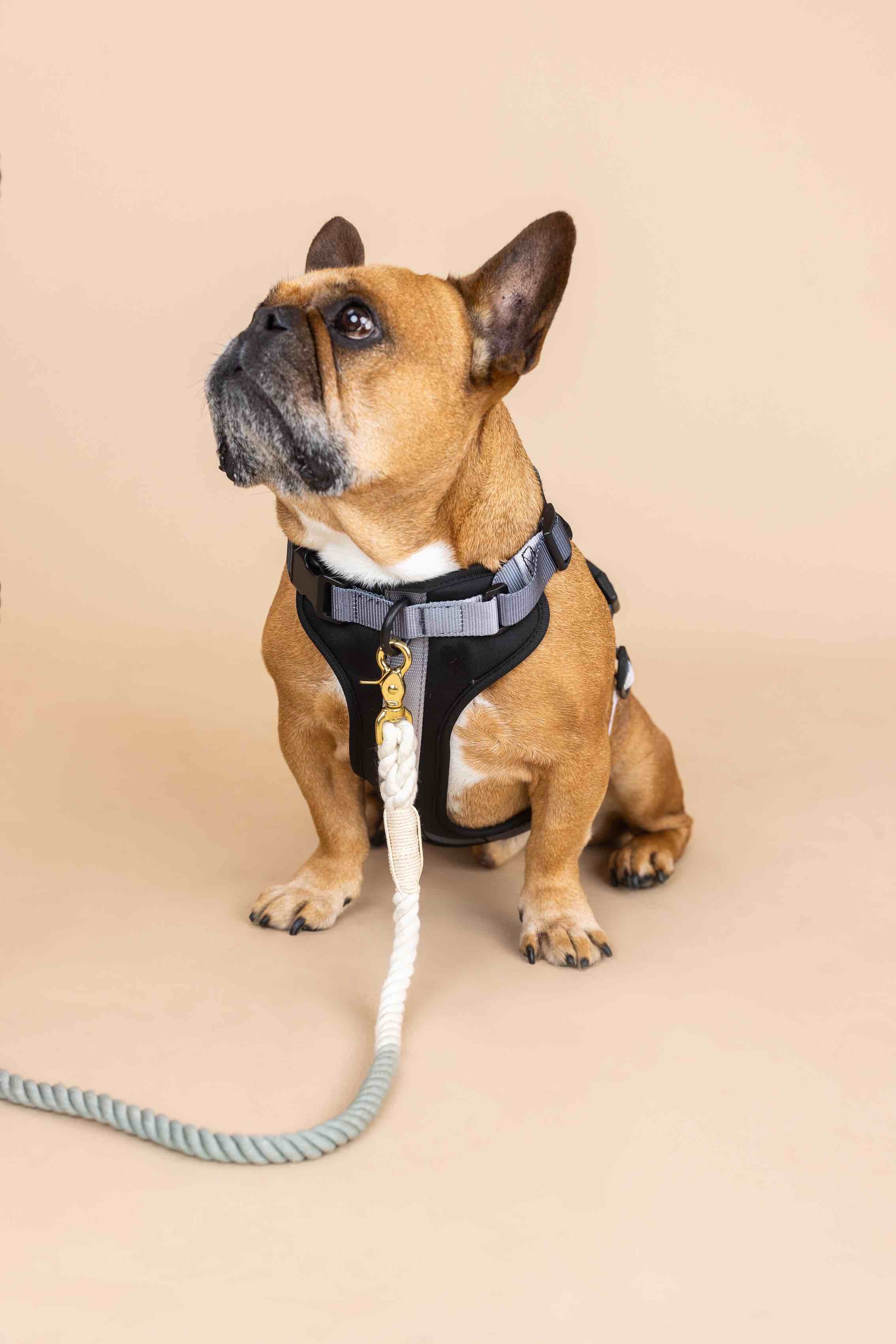 Back In Black Dog Harness Bundle