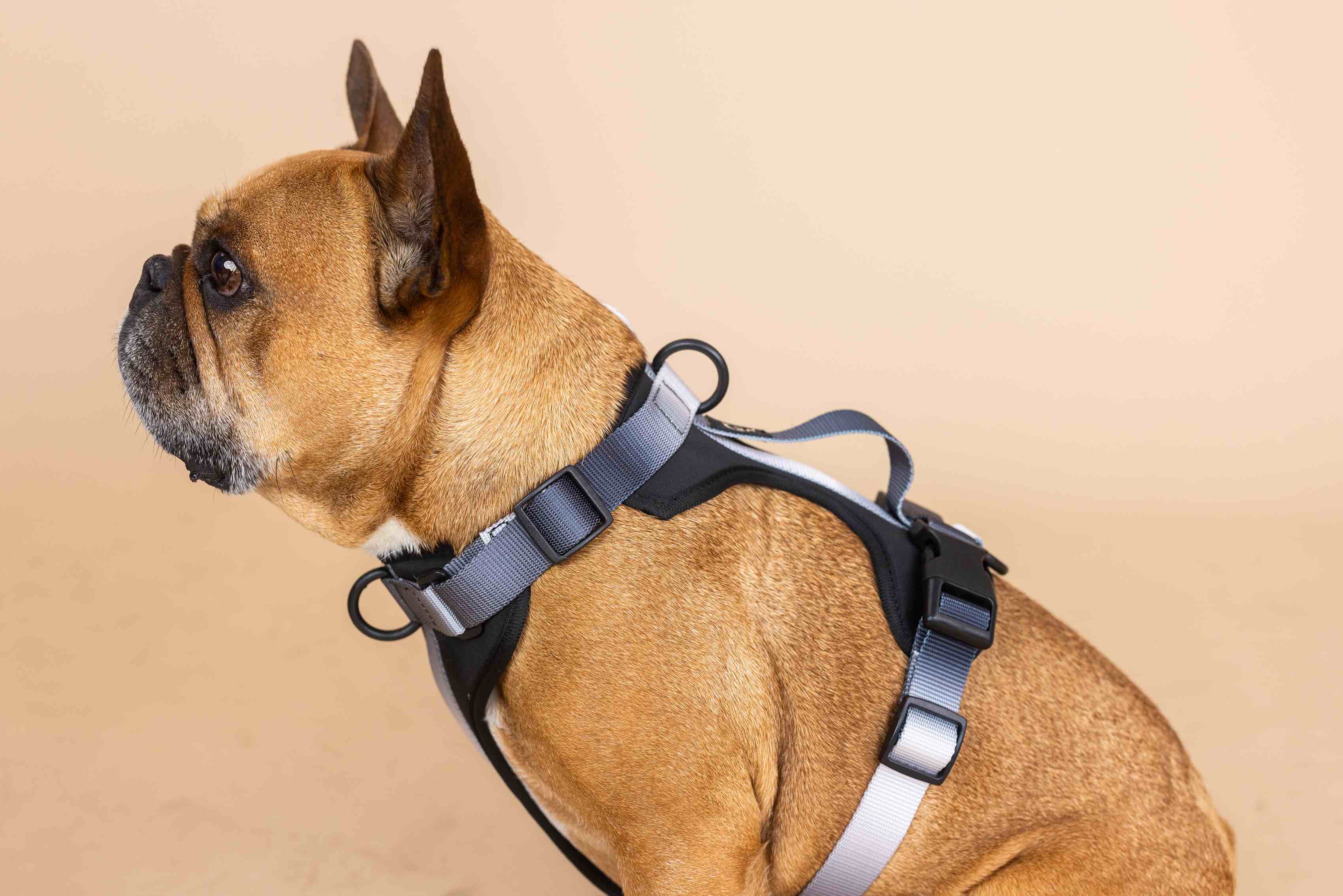 Back In Black Dog Harness Bundle