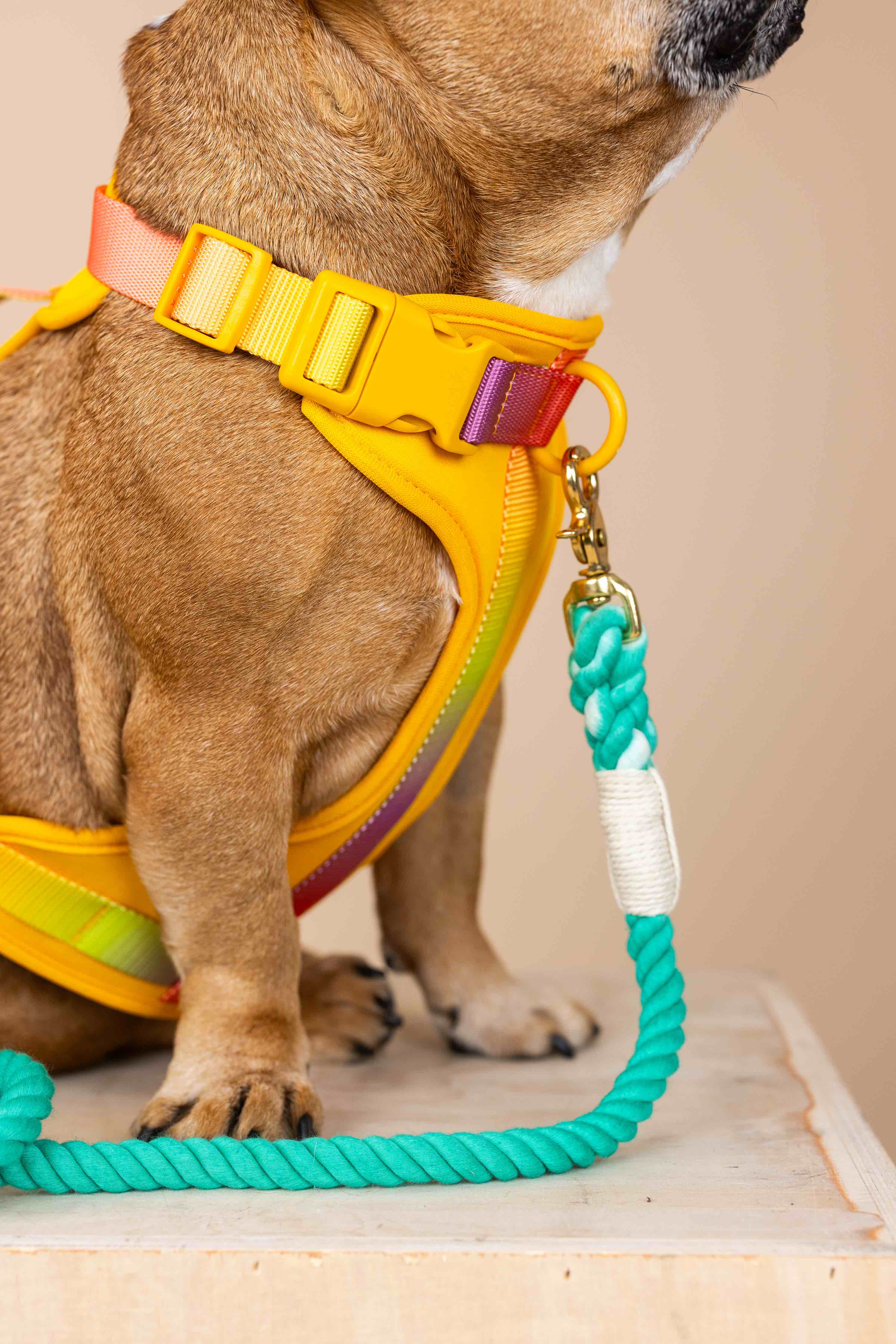 Kenna Dog Harness | Pink Papyrus