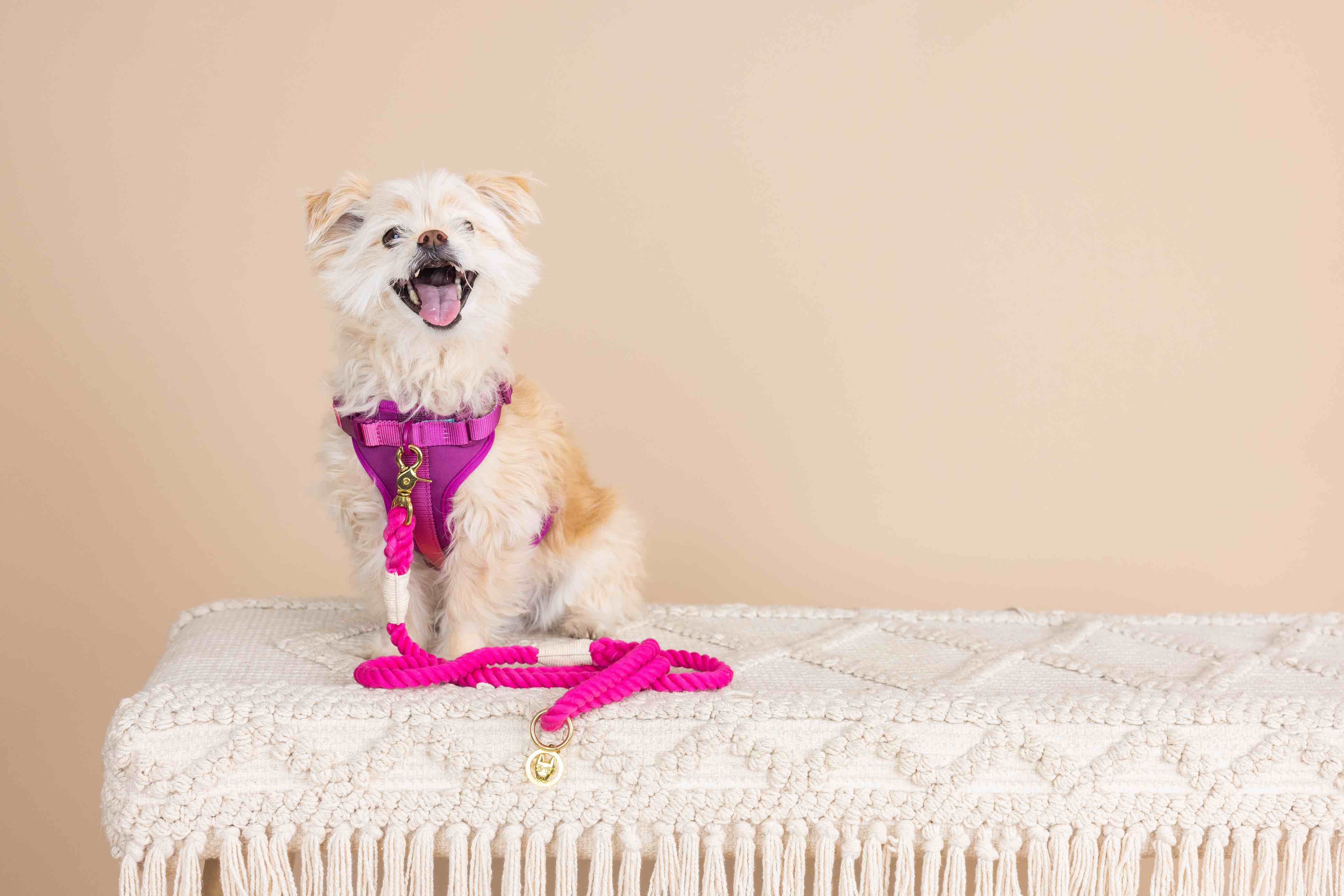 Joana Dog Harness