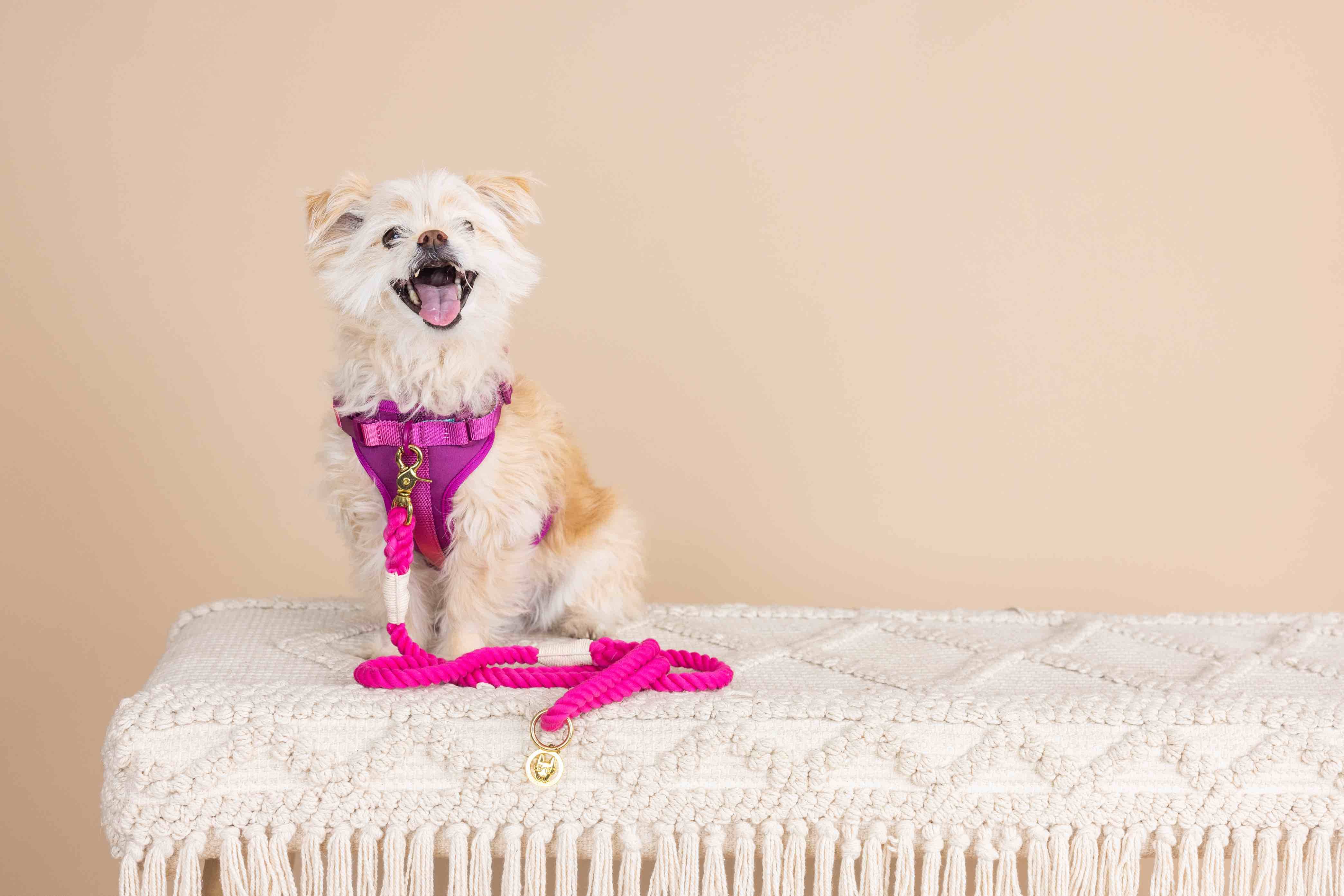 Joana Dog Harness | Pink Papyrus