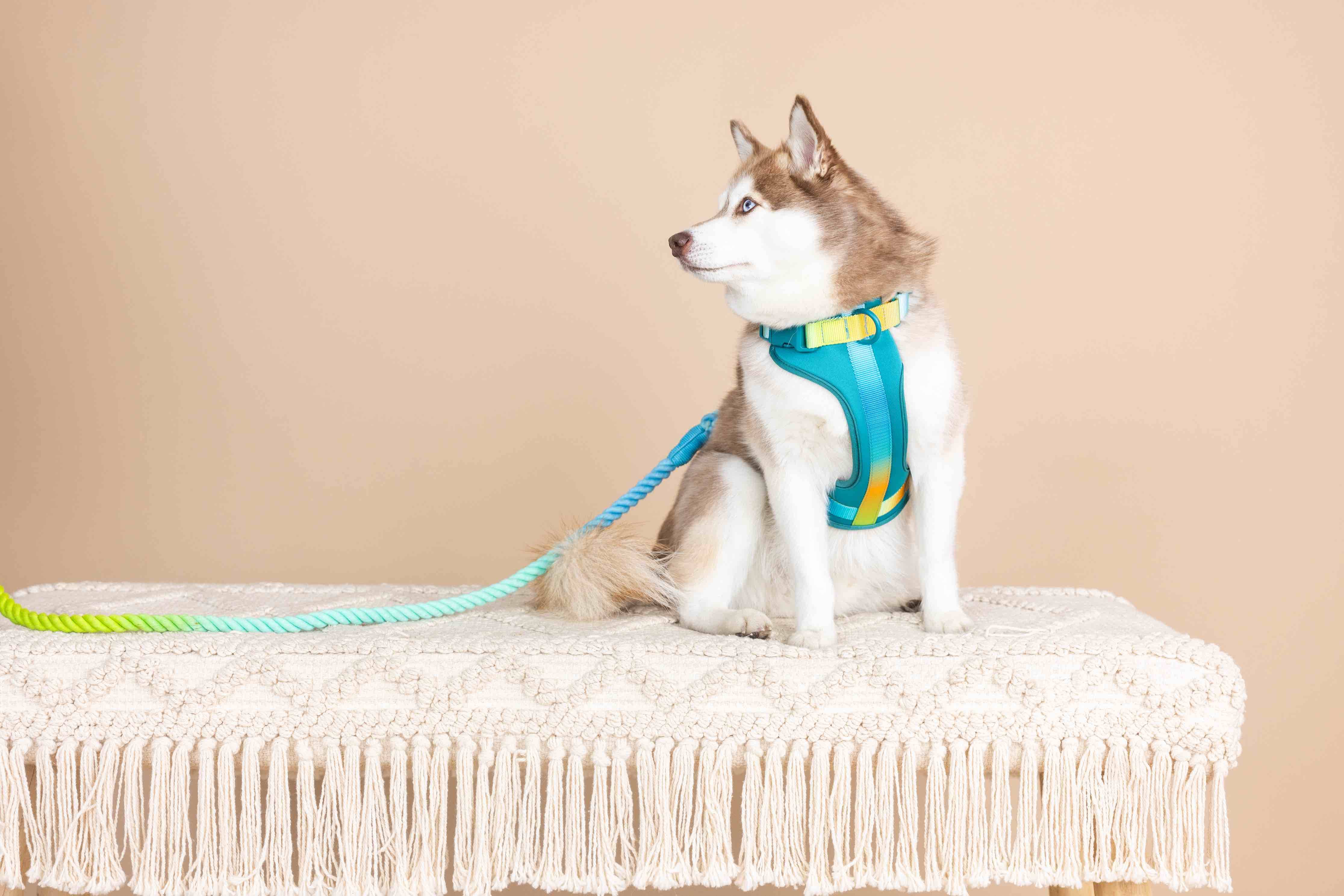 Joey Dog Harness | Pink Papyrus