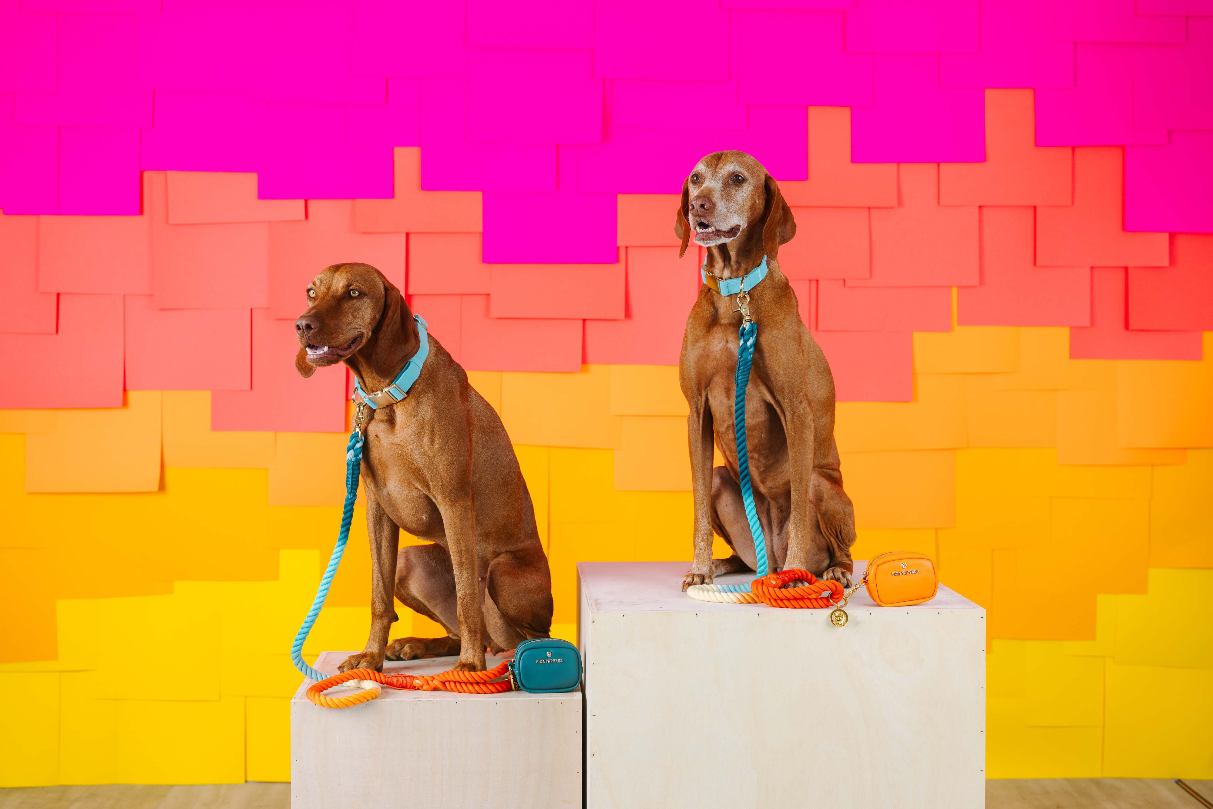 Dario Waste Bag Holder & Treat Pouch