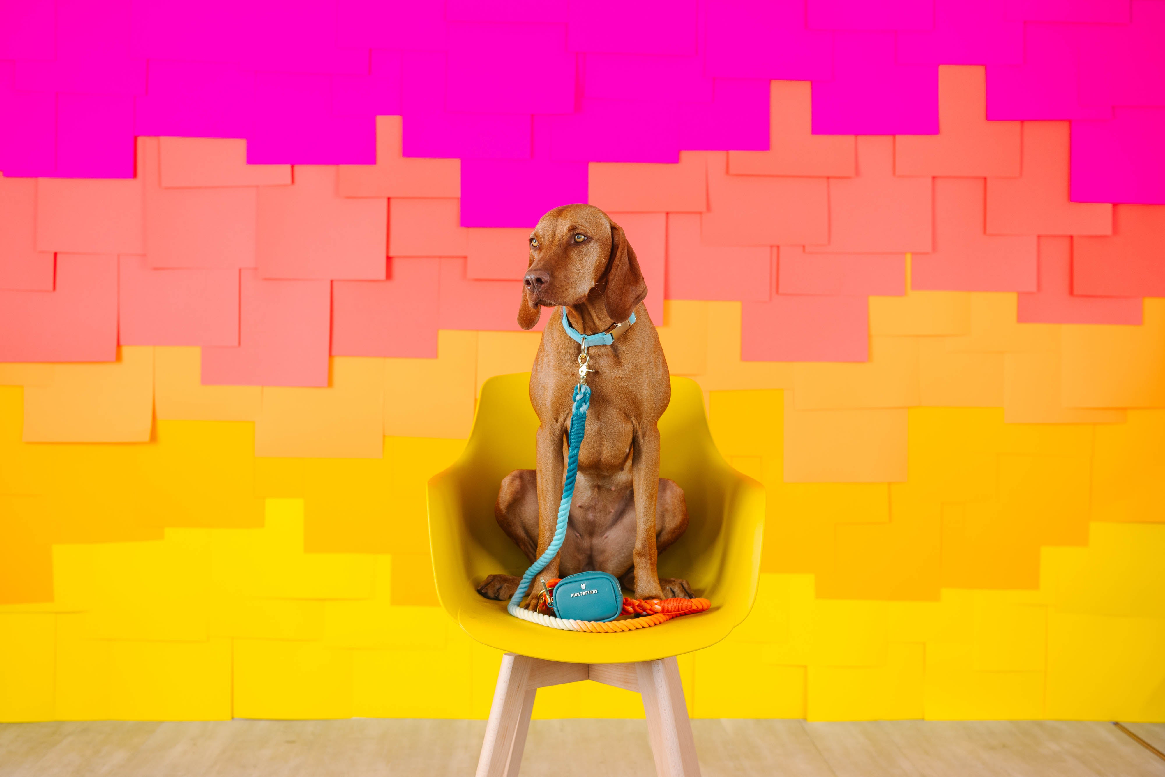 Dario Waste Bag Holder & Treat Pouch