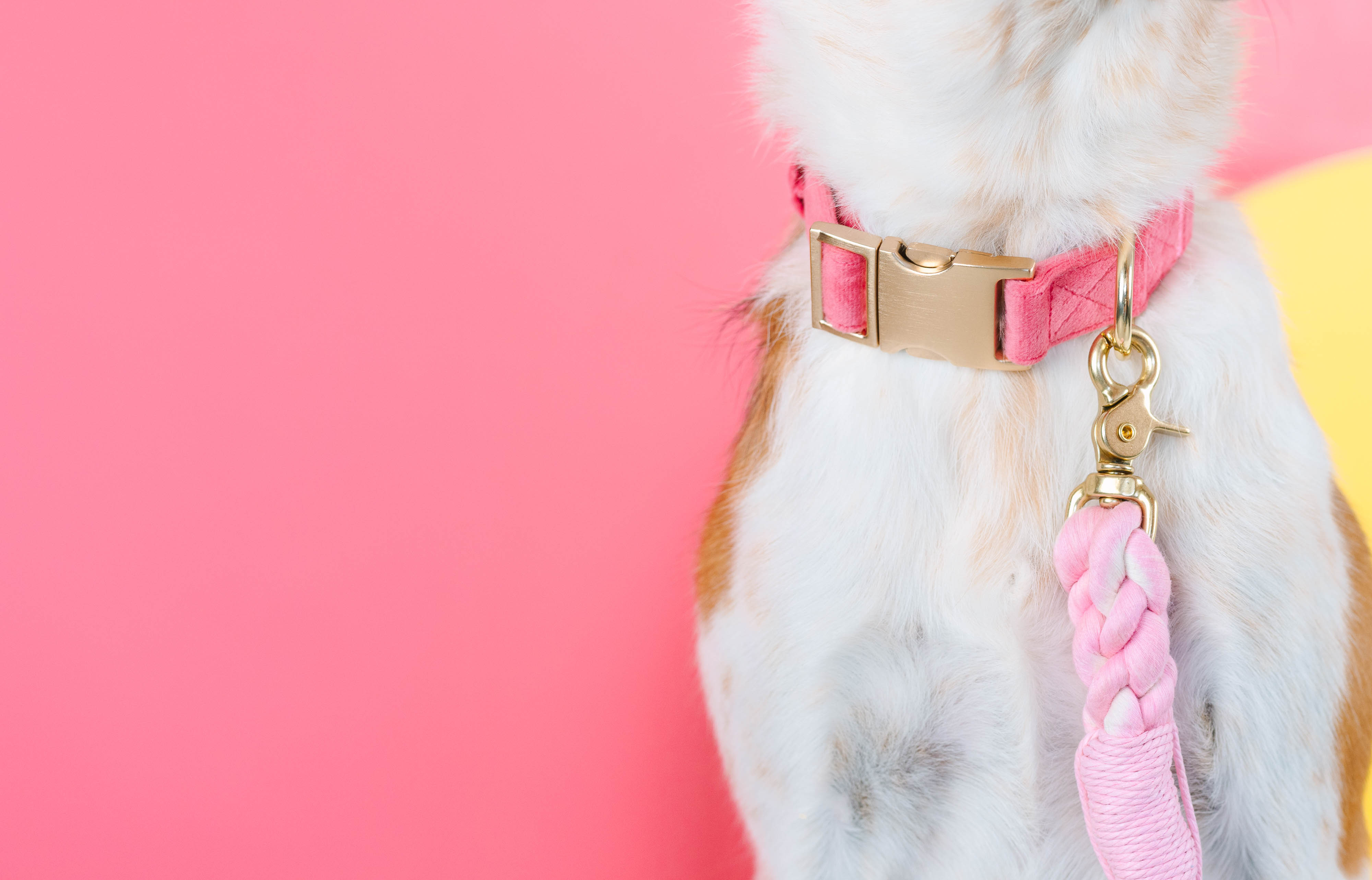 Ella Dog Collar