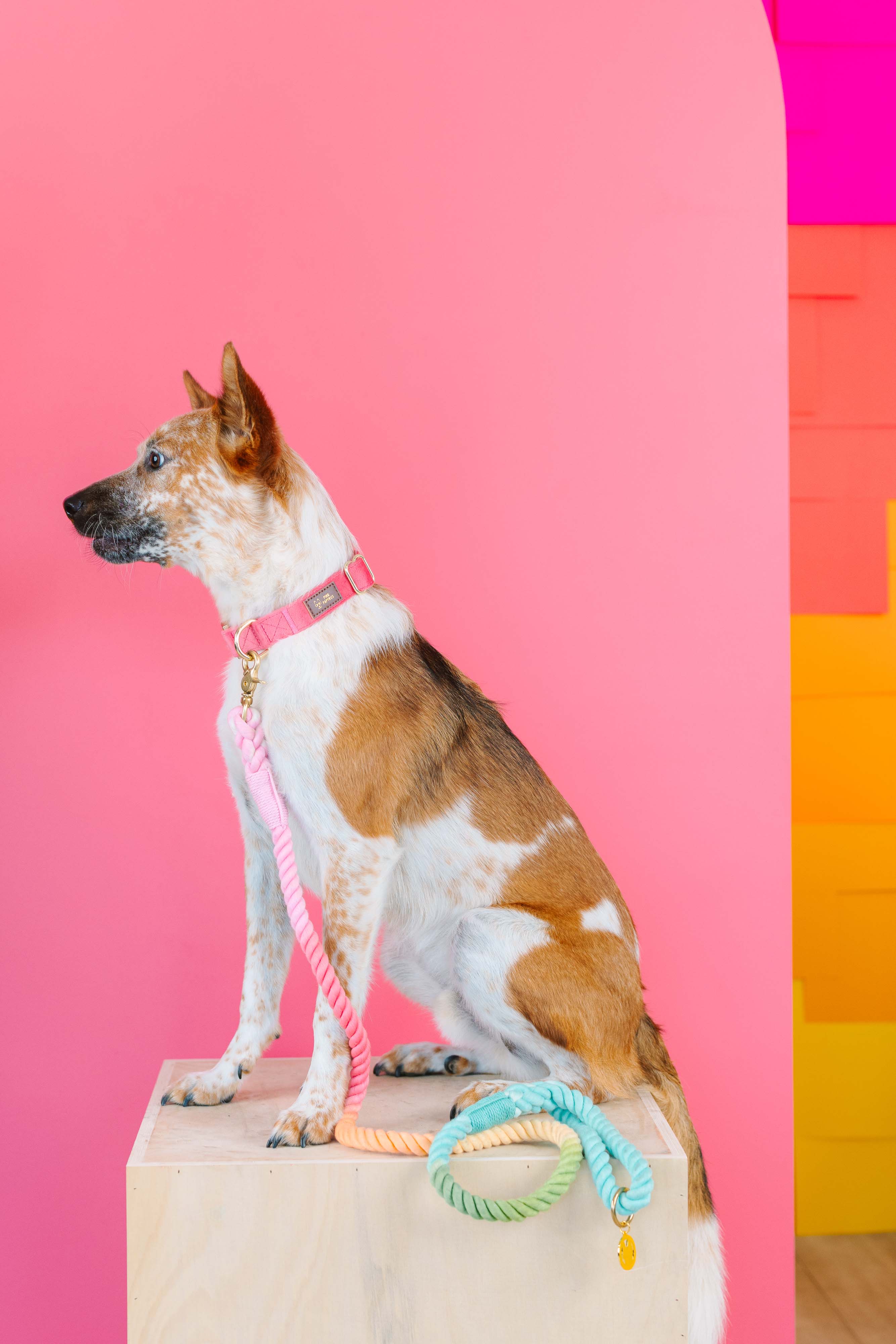 Halston Rope Dog Leash | Pink Papyrus