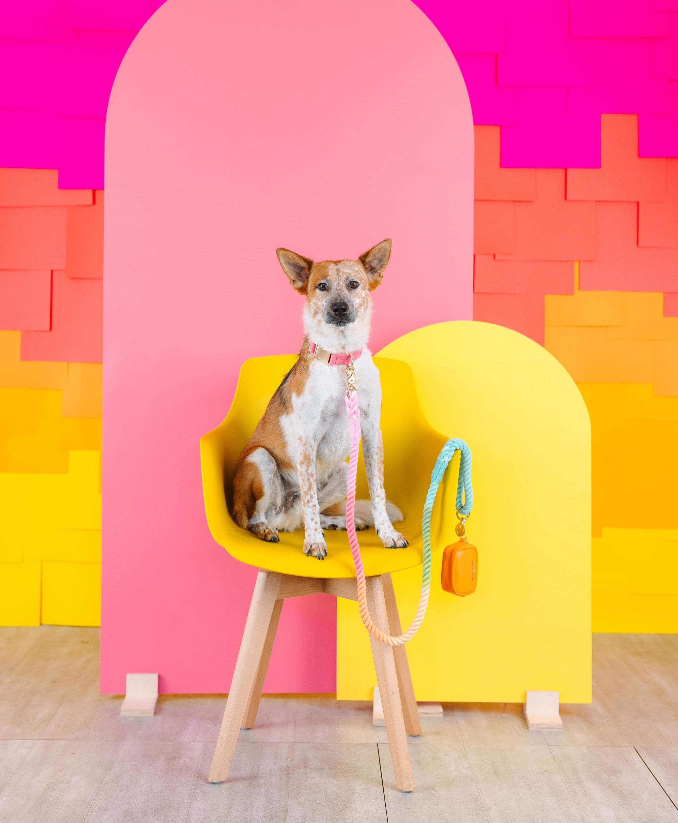 Halston Rope Dog Leash