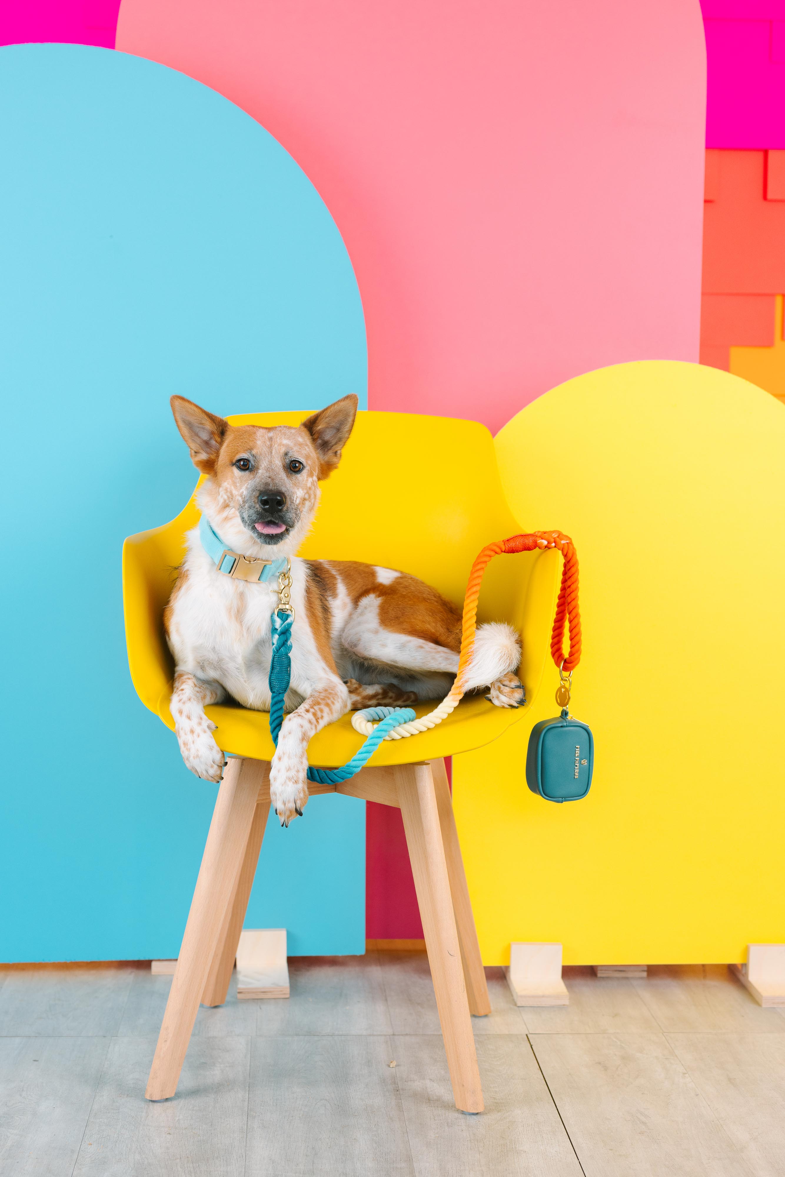 Dario Waste Bag Holder & Treat Pouch