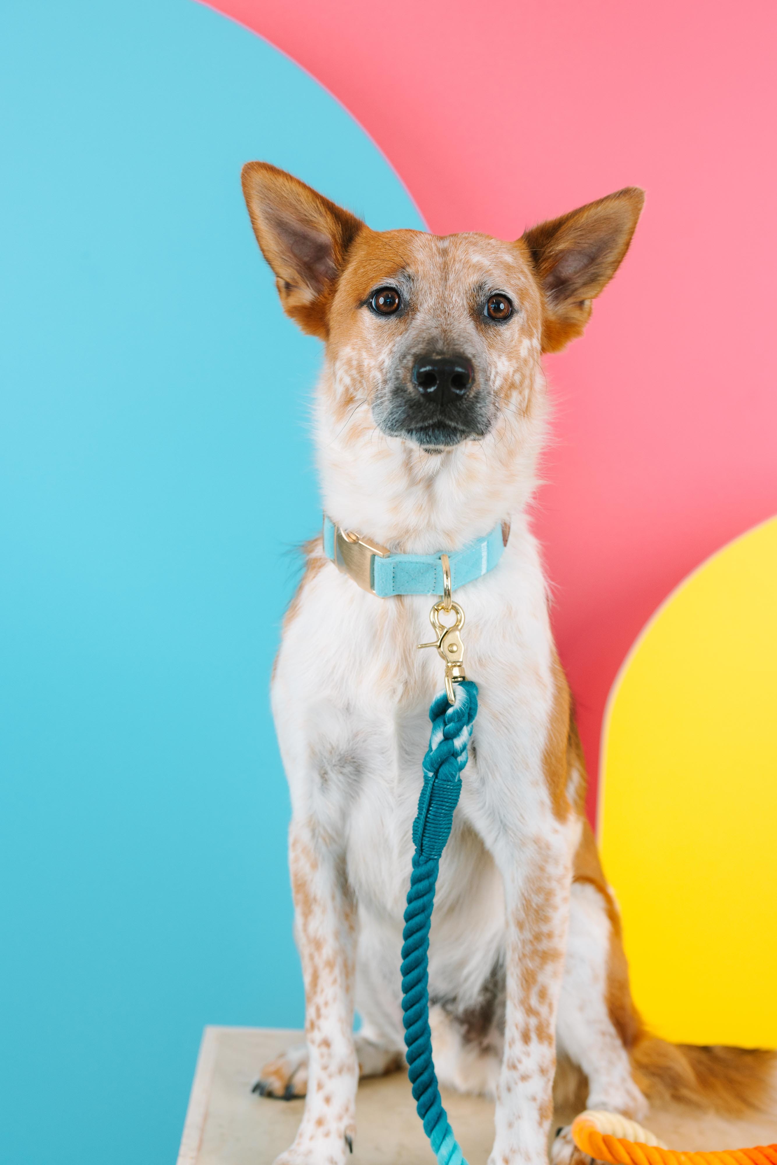 Perry Dog Collar | Pink Papyrus