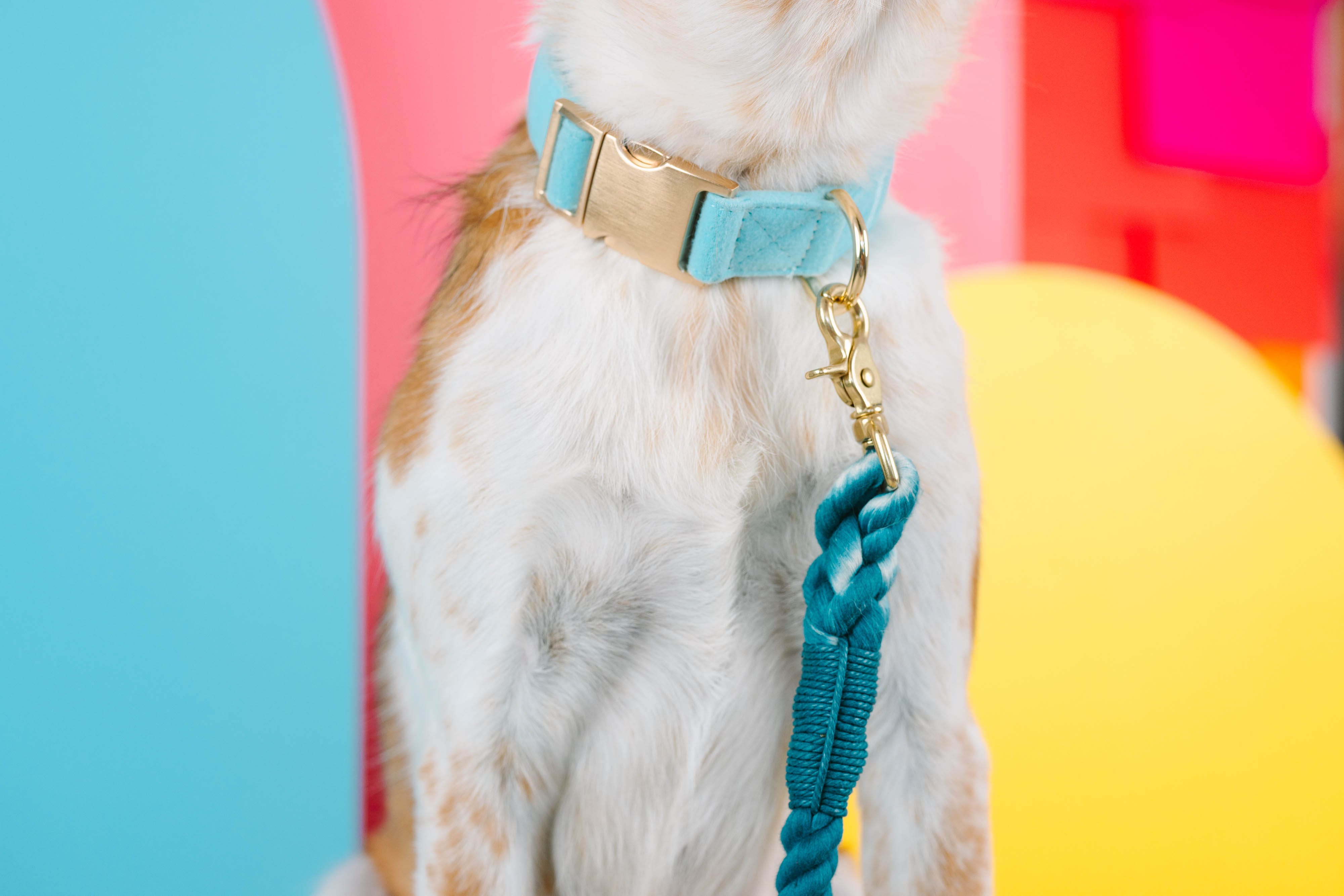 Perry Dog Collar | Pink Papyrus
