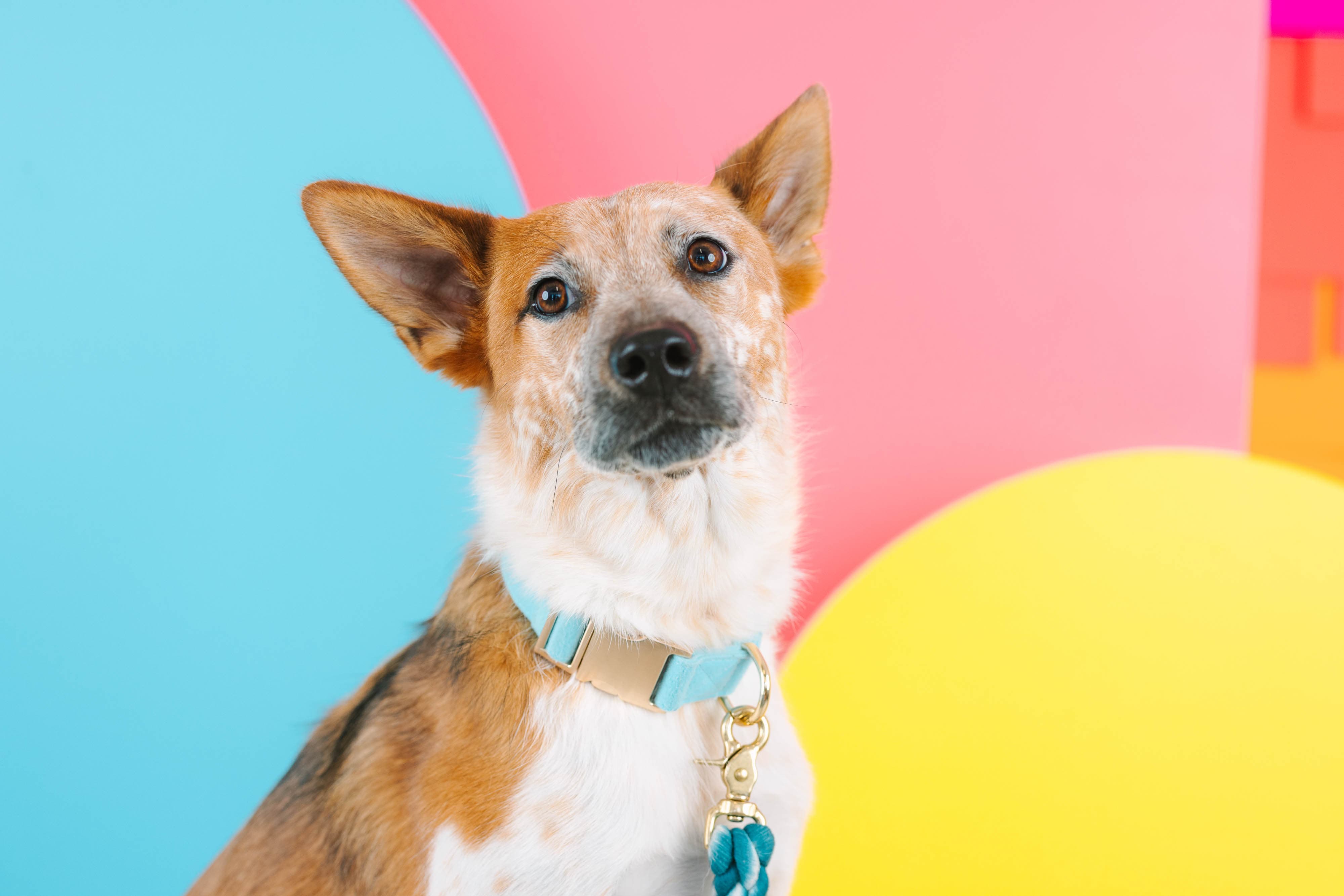Perry Dog Collar | Pink Papyrus
