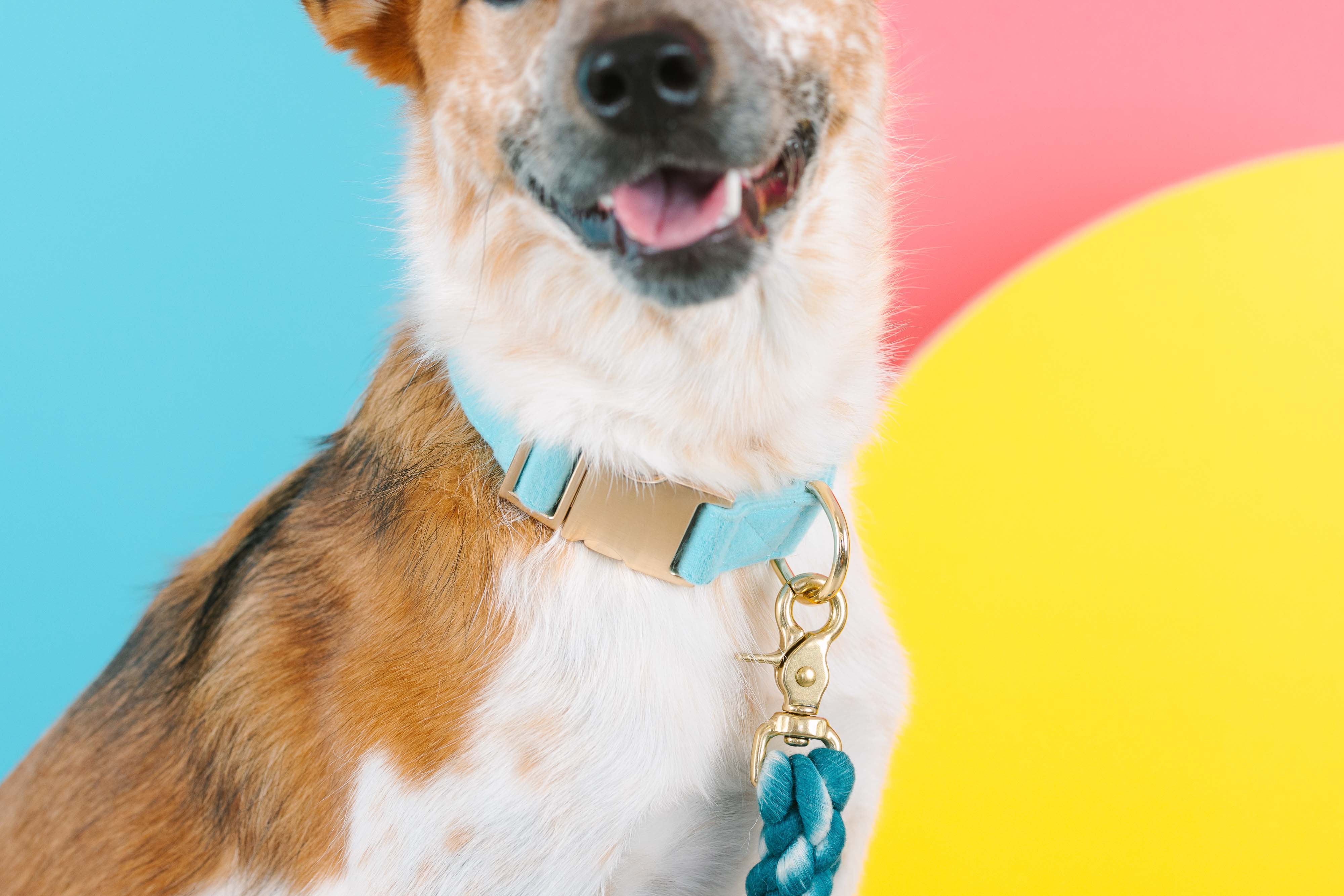 Perry Dog Collar