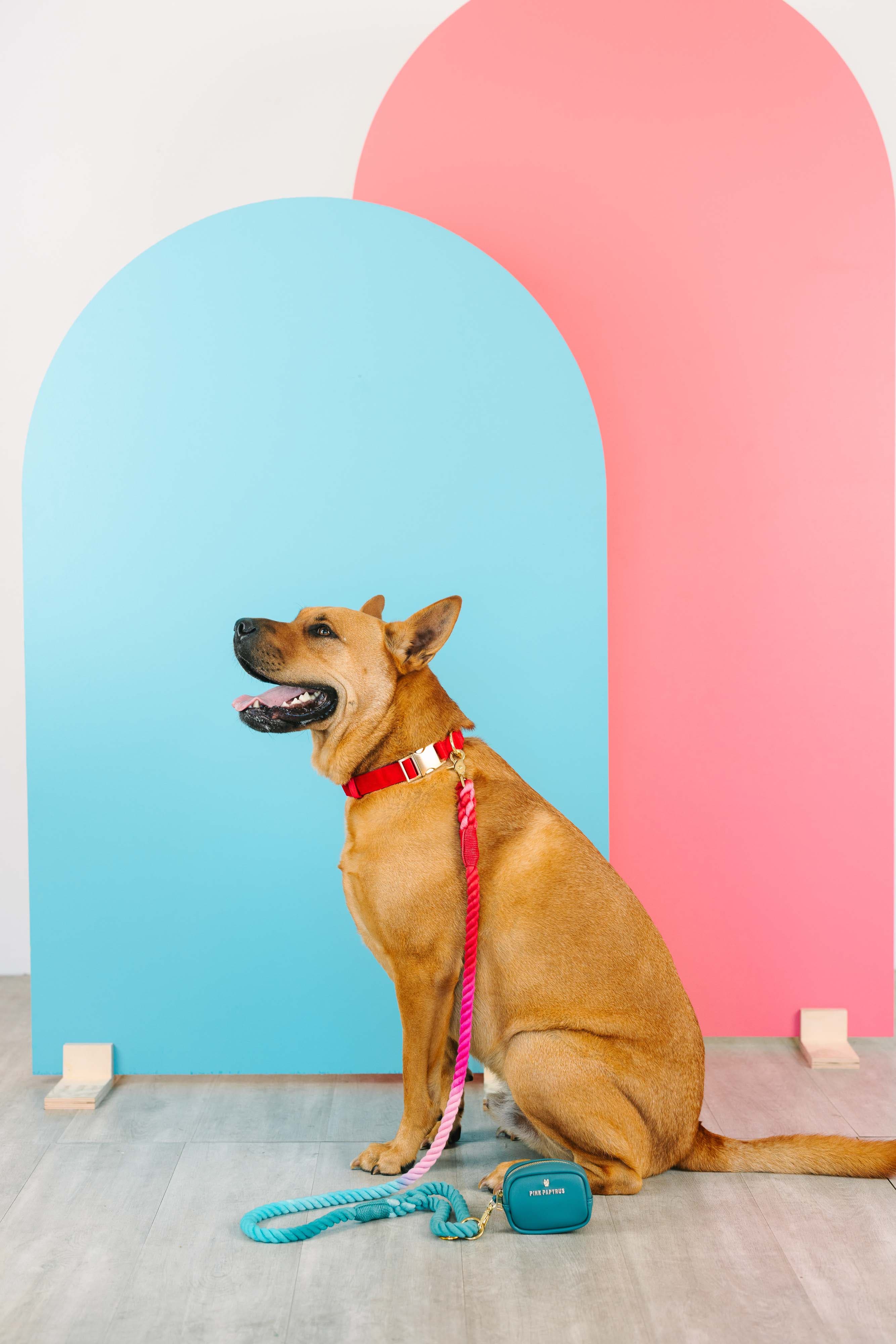 Blaze Dog Collar | Pink Papyrus