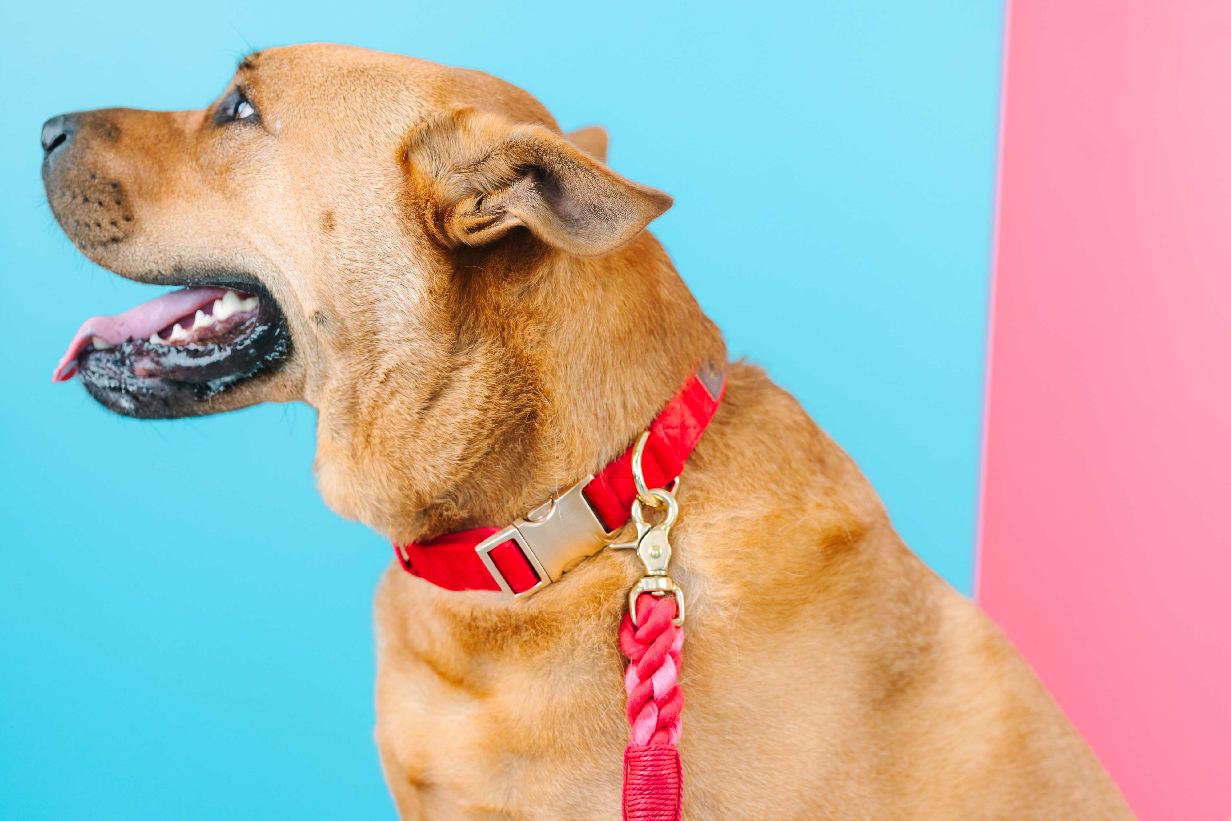 Blaze Dog Collar | Pink Papyrus