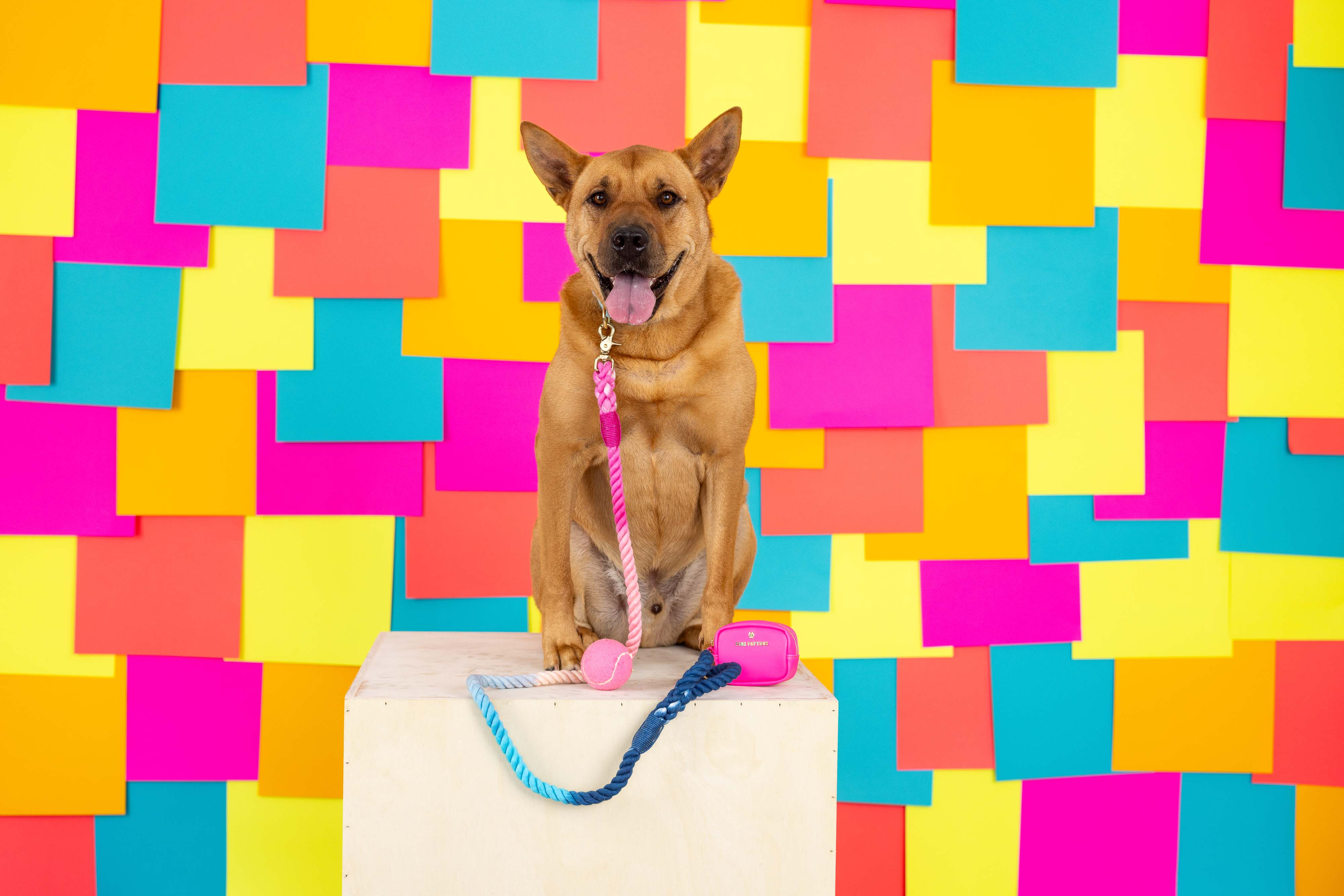 Maddox Rope Dog Leash | Pink Papyrus