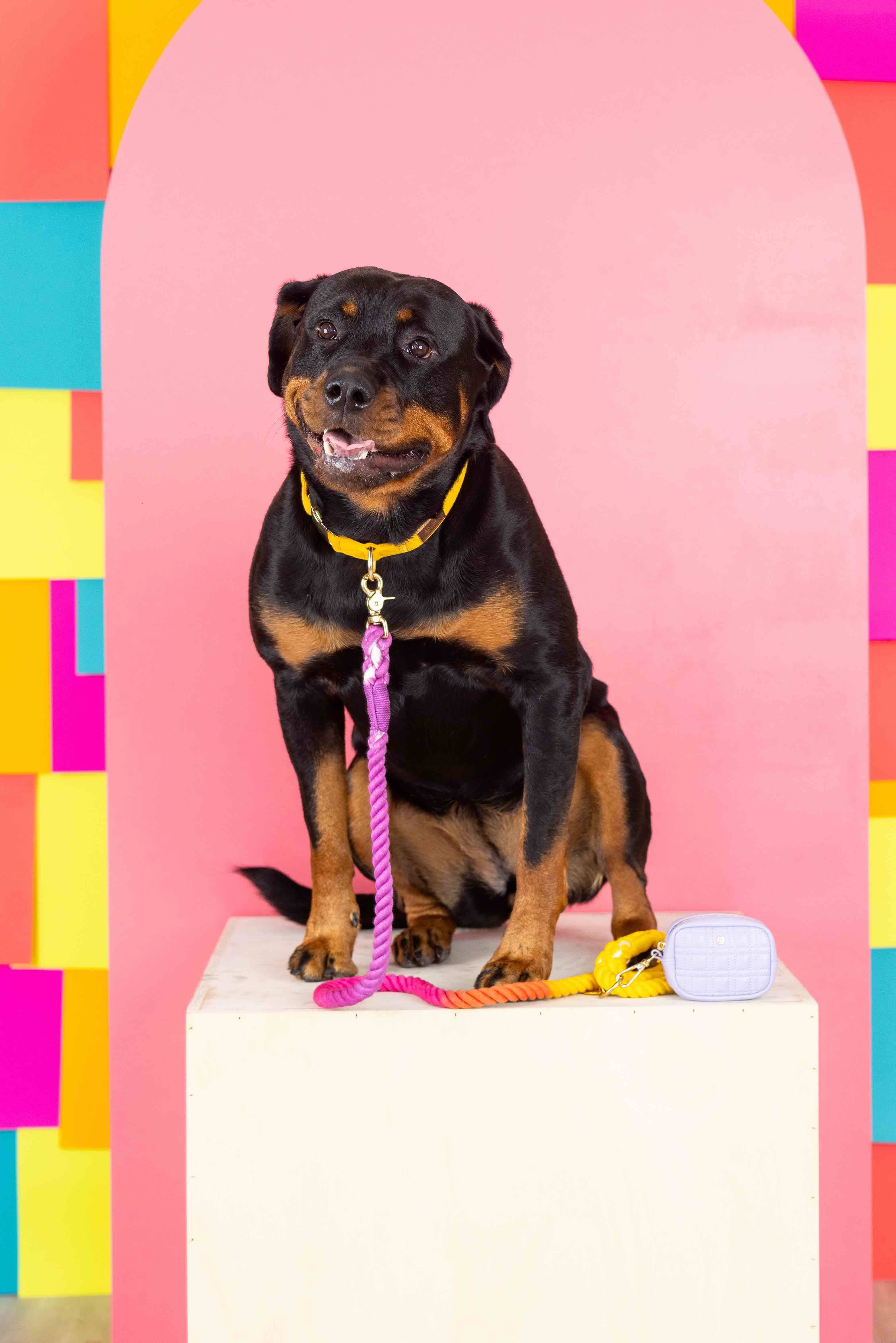 Ava Waste Bag Holder & Treat Pouch | Pink Papyrus