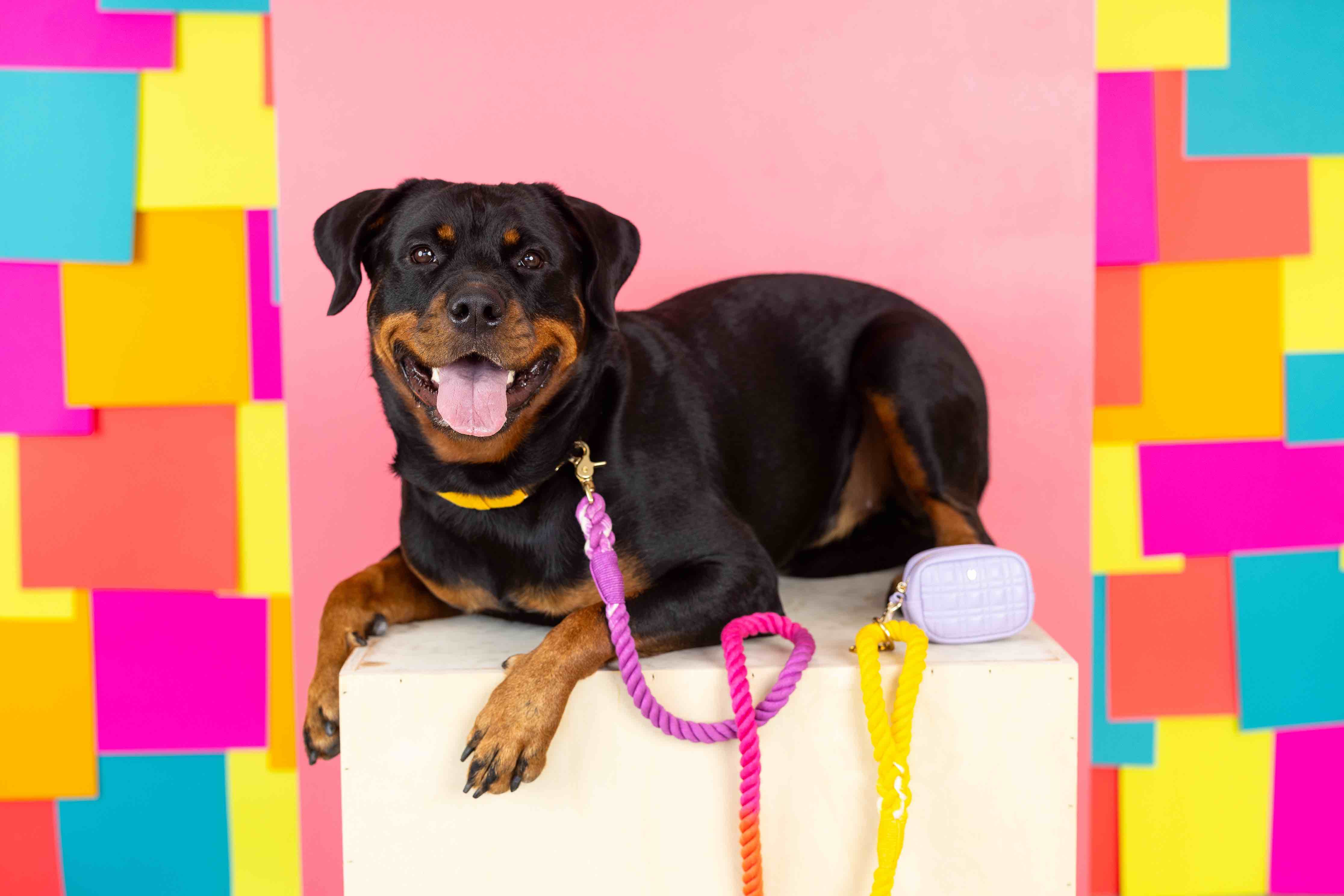 Ava Waste Bag Holder & Treat Pouch | Pink Papyrus