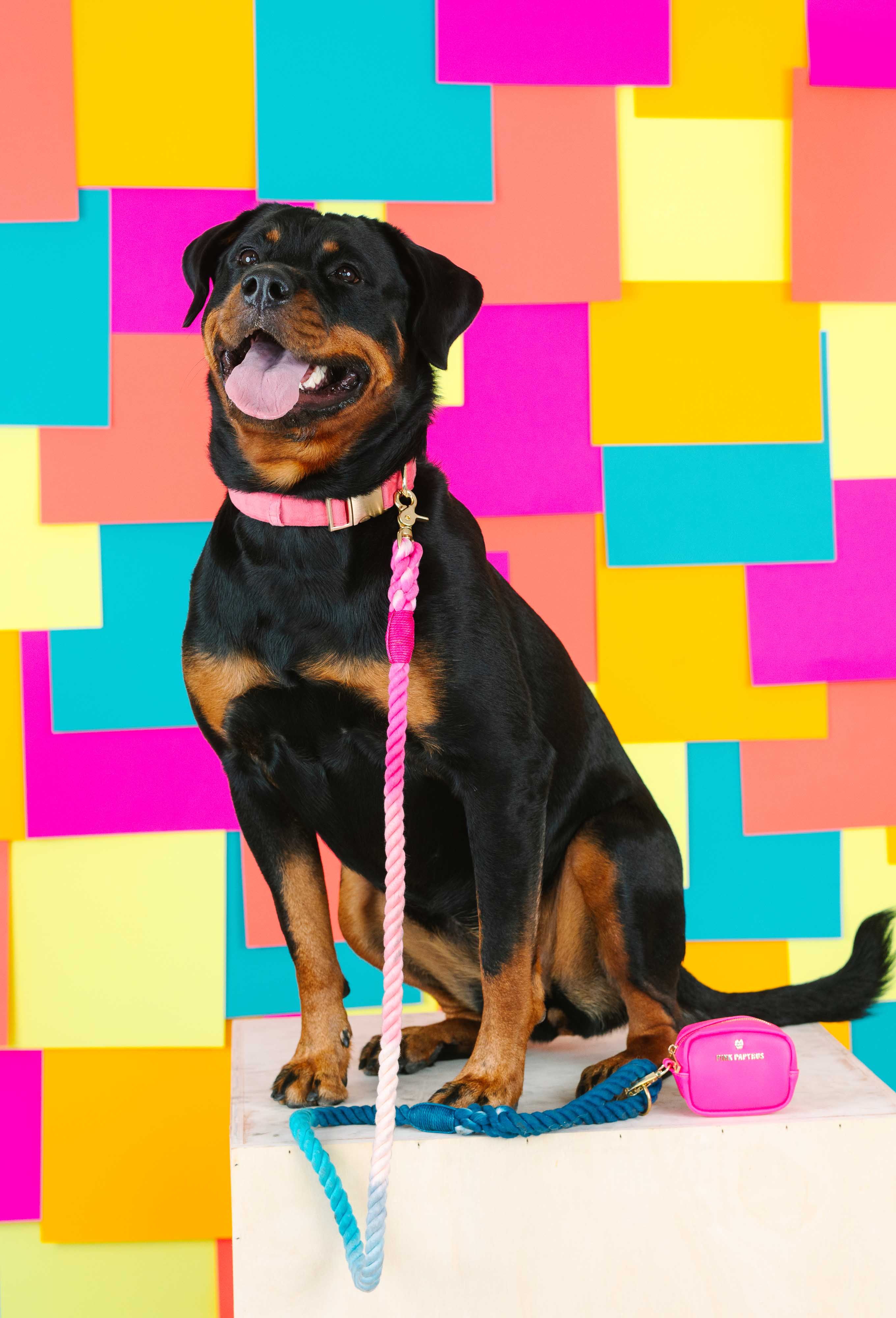 Maddox Rope Dog Leash | Pink Papyrus