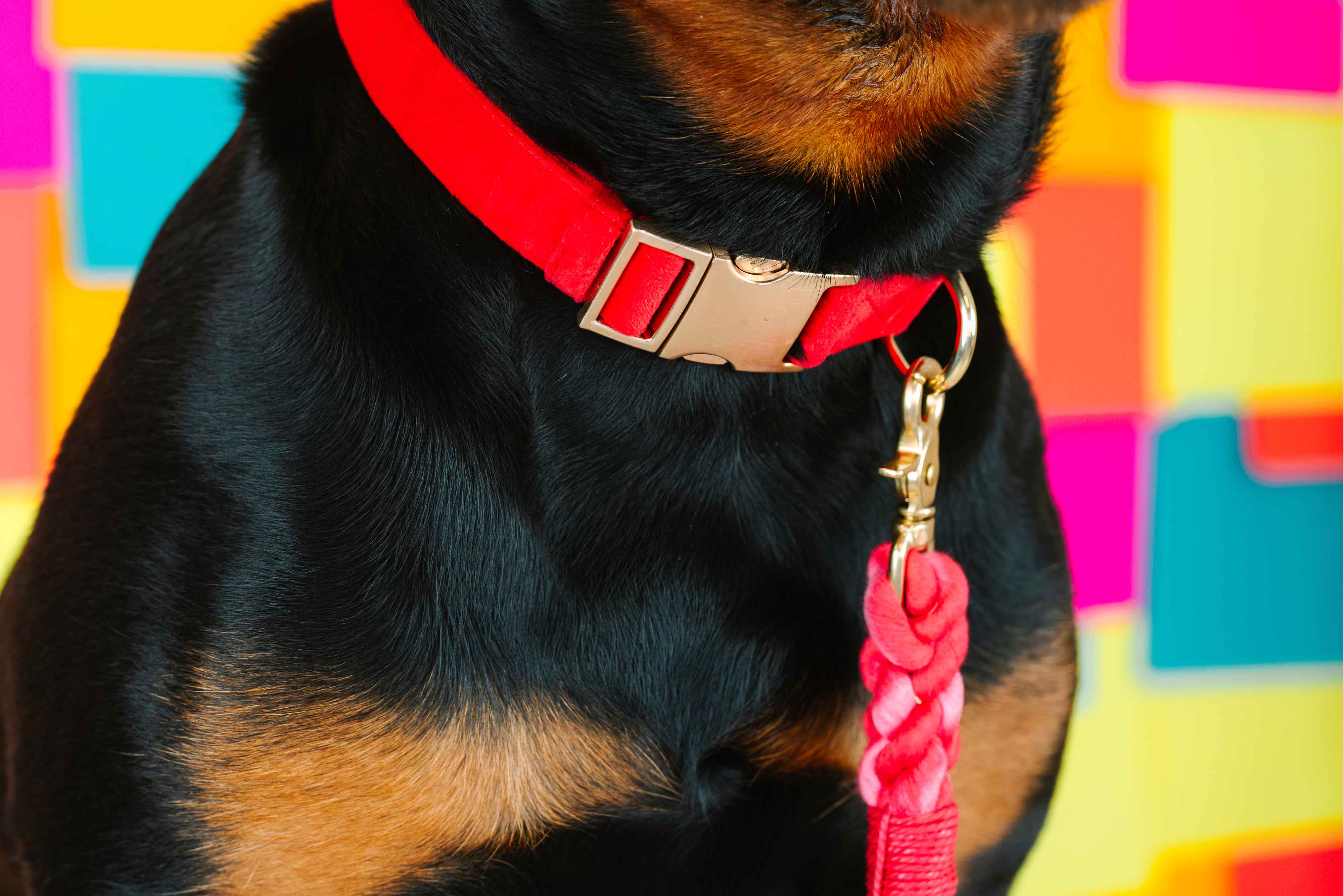 Blaze Dog Collar | Pink Papyrus