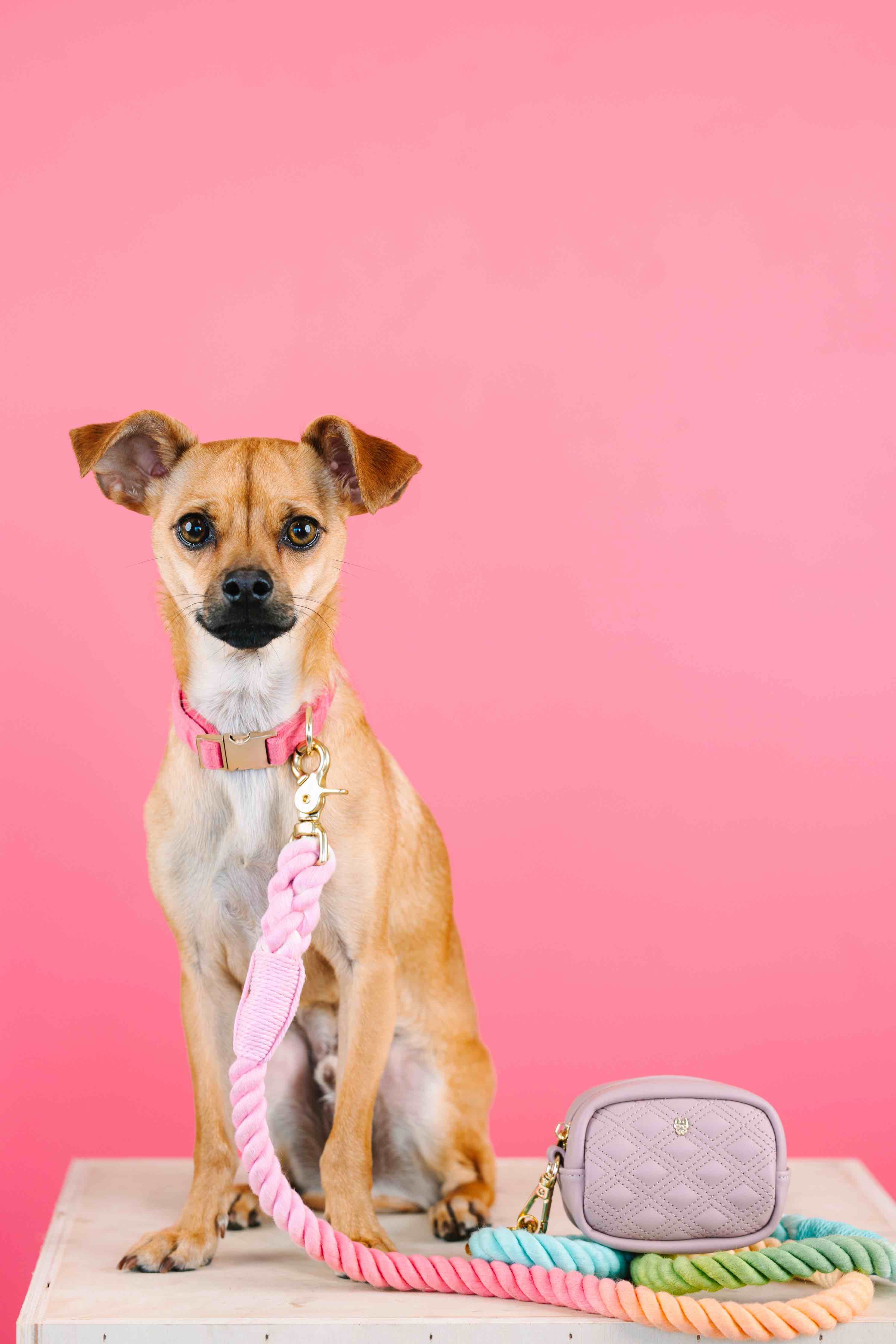 Willow Waste Bag Holder & Treat Pouch | Pink Papyrus